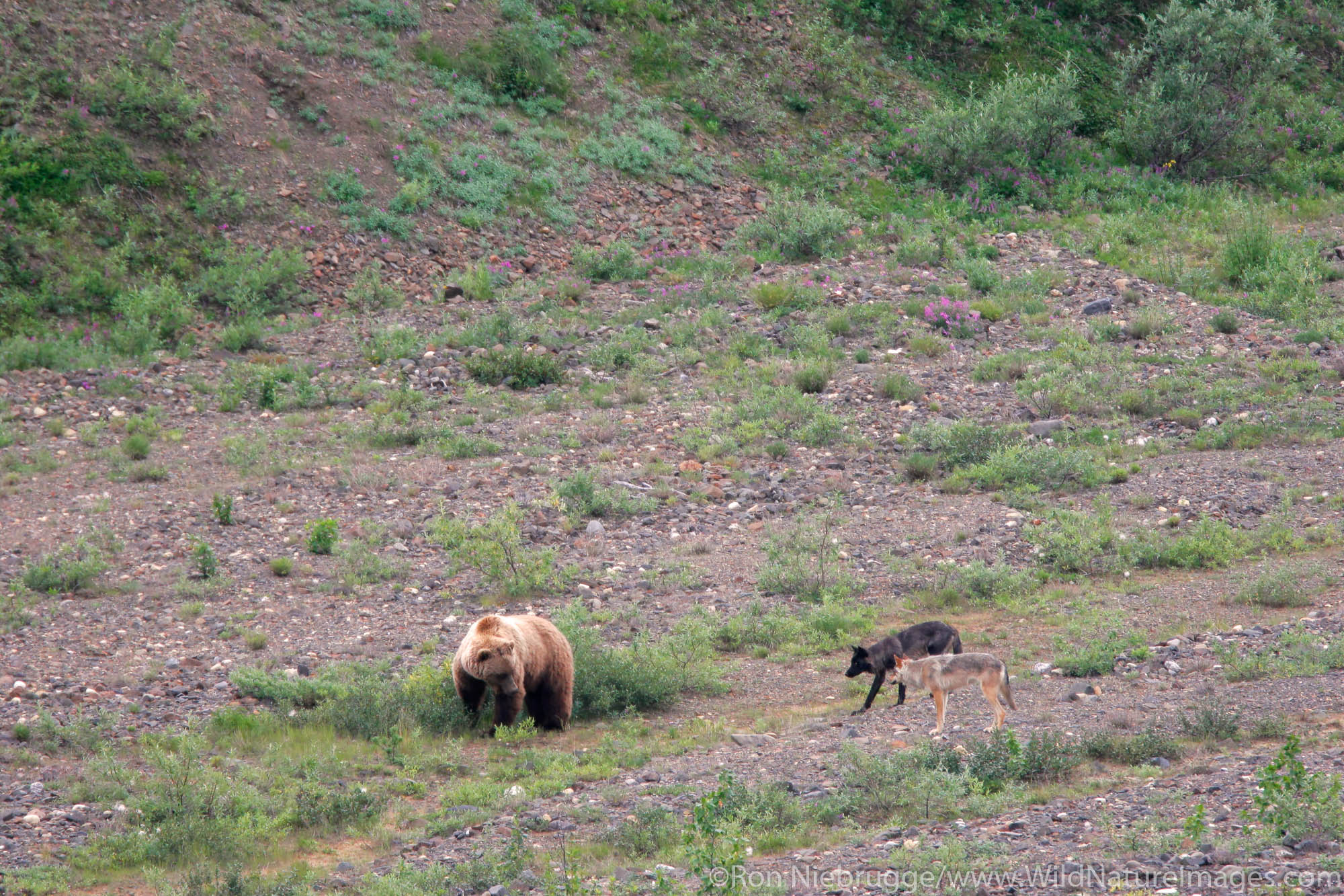 Wild wolves from the Grant Creek Pack and a grizzly bear, Denali National Park, Alaska.