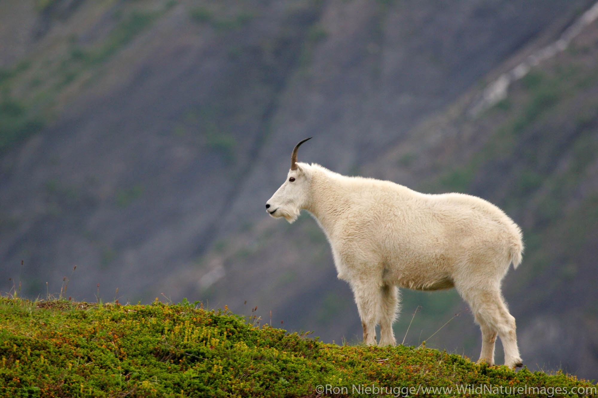 A mountain goat along Exit Glacier from the Harding Icefield Trail, Kenai Fjords National Park, Alaska.