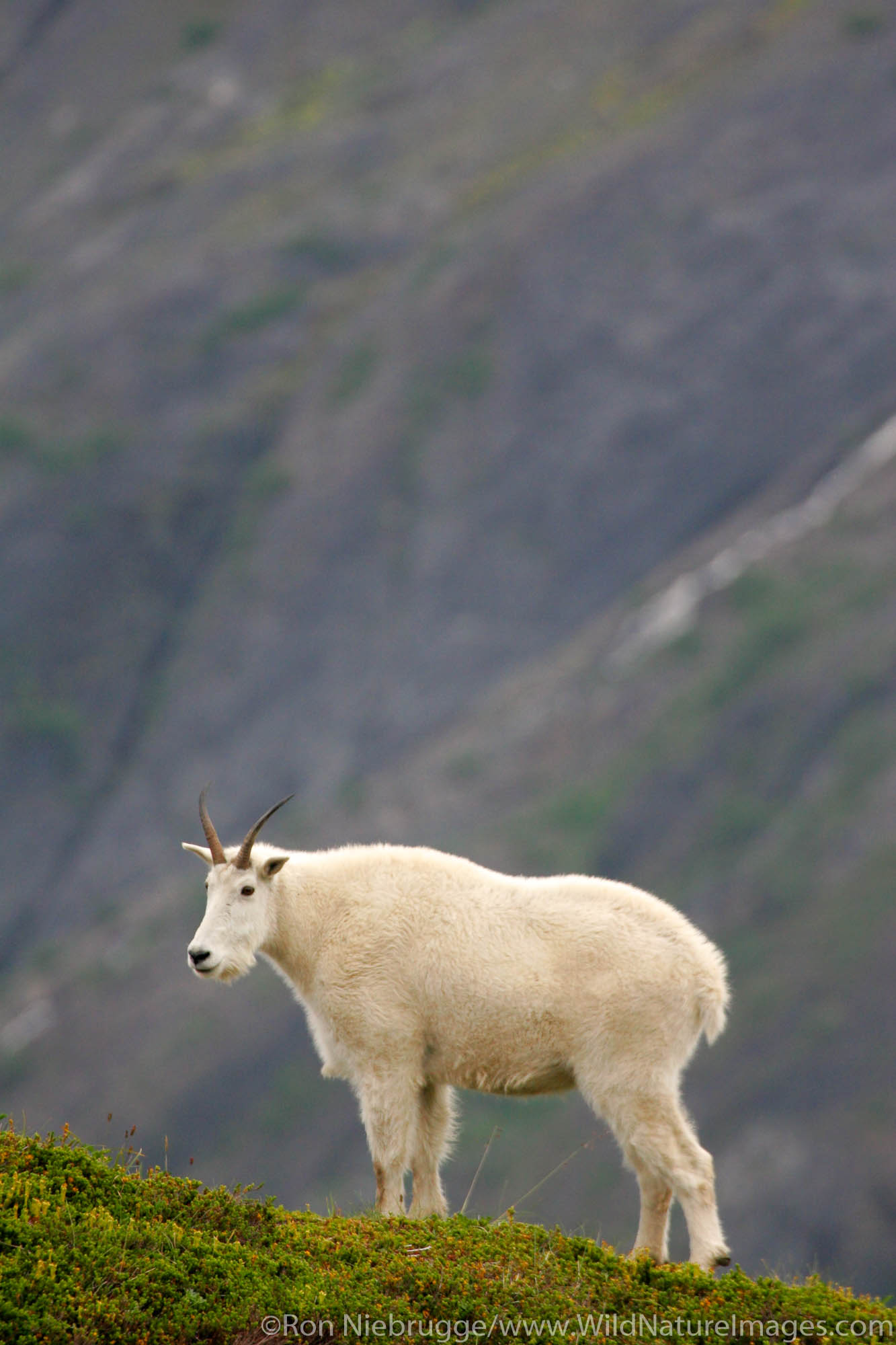 A mountain goat along Exit Glacier from the Harding Icefield Trail, Kenai Fjords National Park, Alaska.