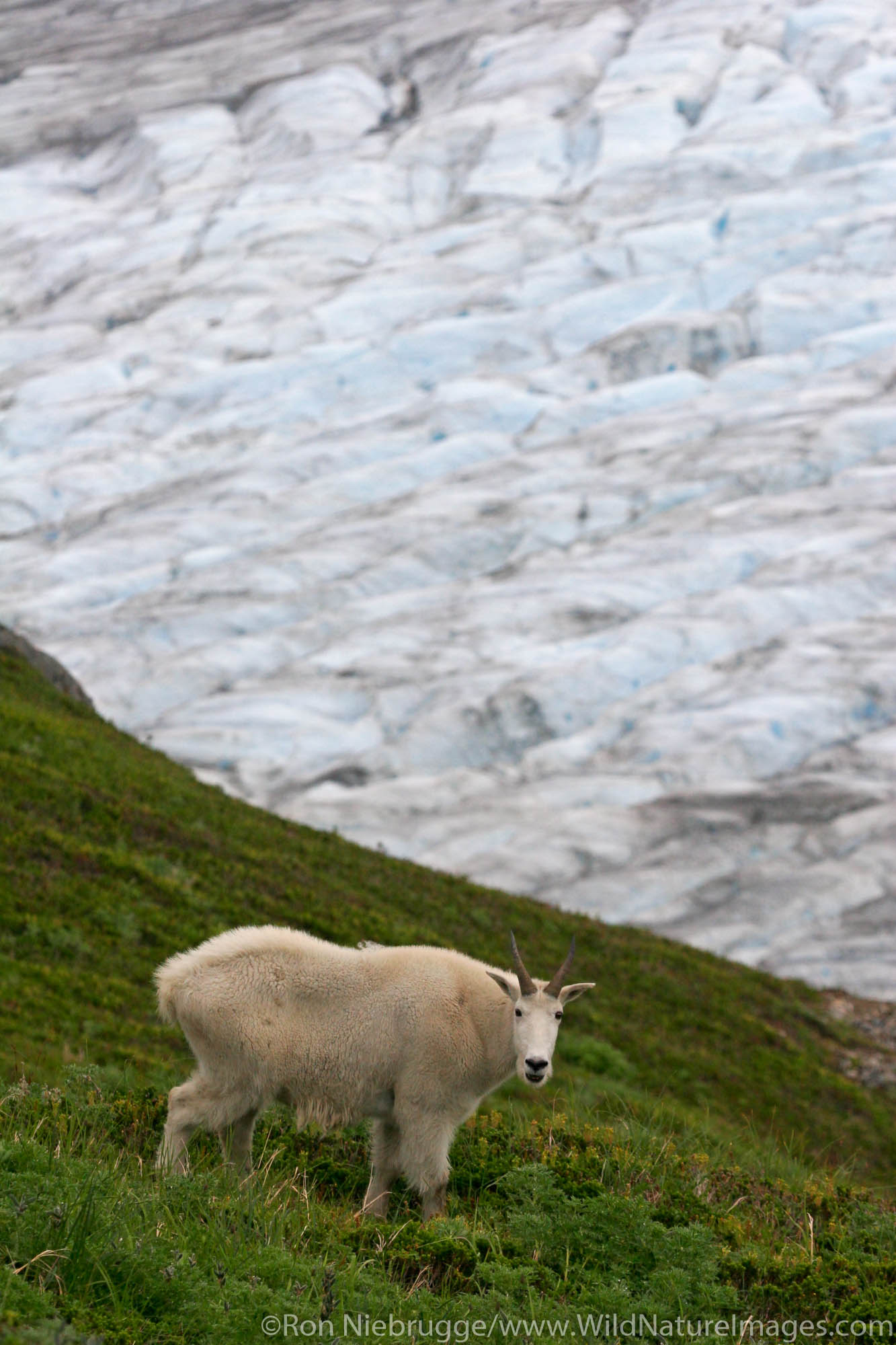 A mountain goat along Exit Glacier from the Harding Icefield Trail, Kenai Fjords National Park, Alaska.