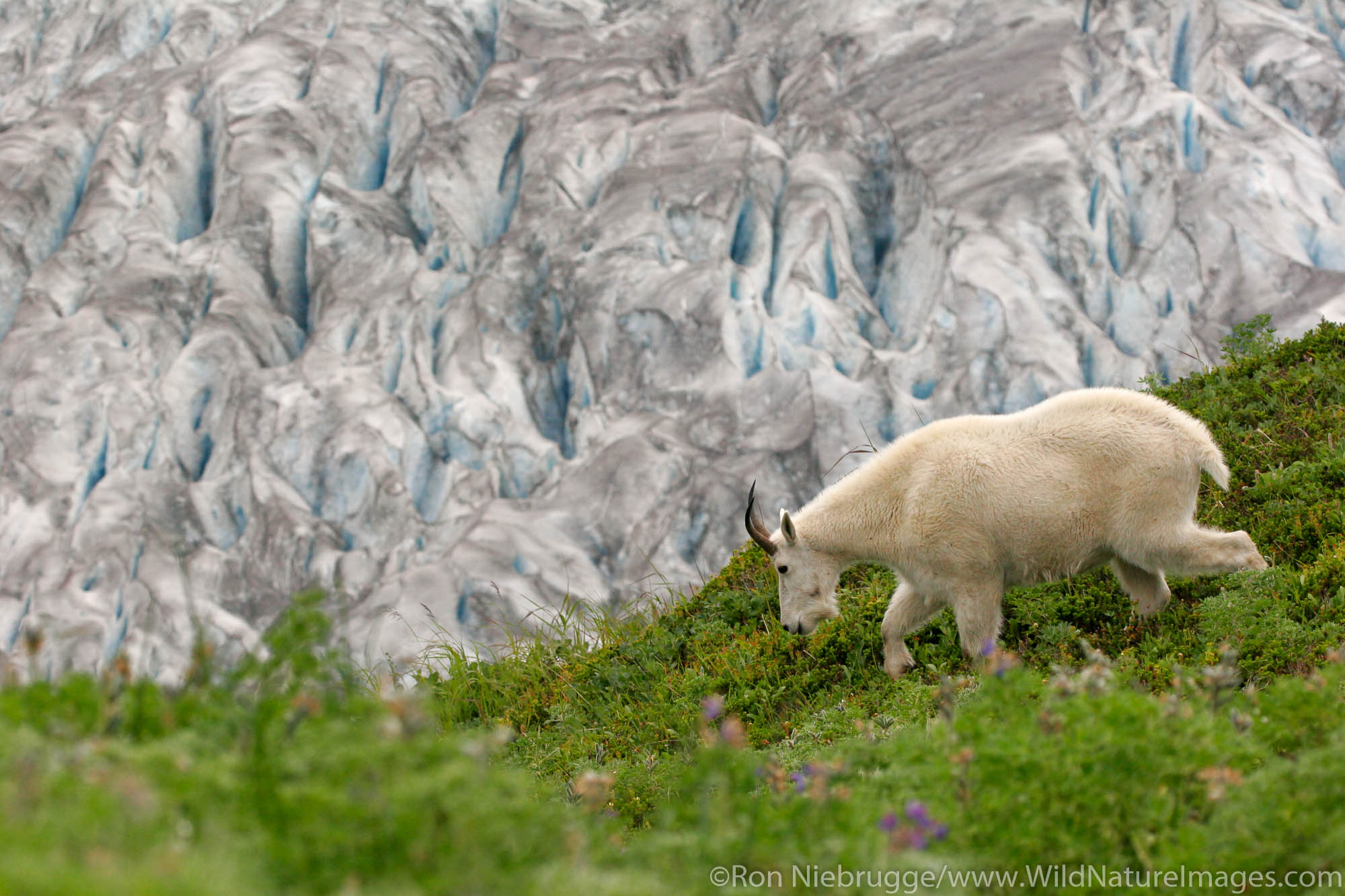 A mountain goat along Exit Glacier from the Harding Icefield Trail, Kenai Fjords National Park, Alaska.