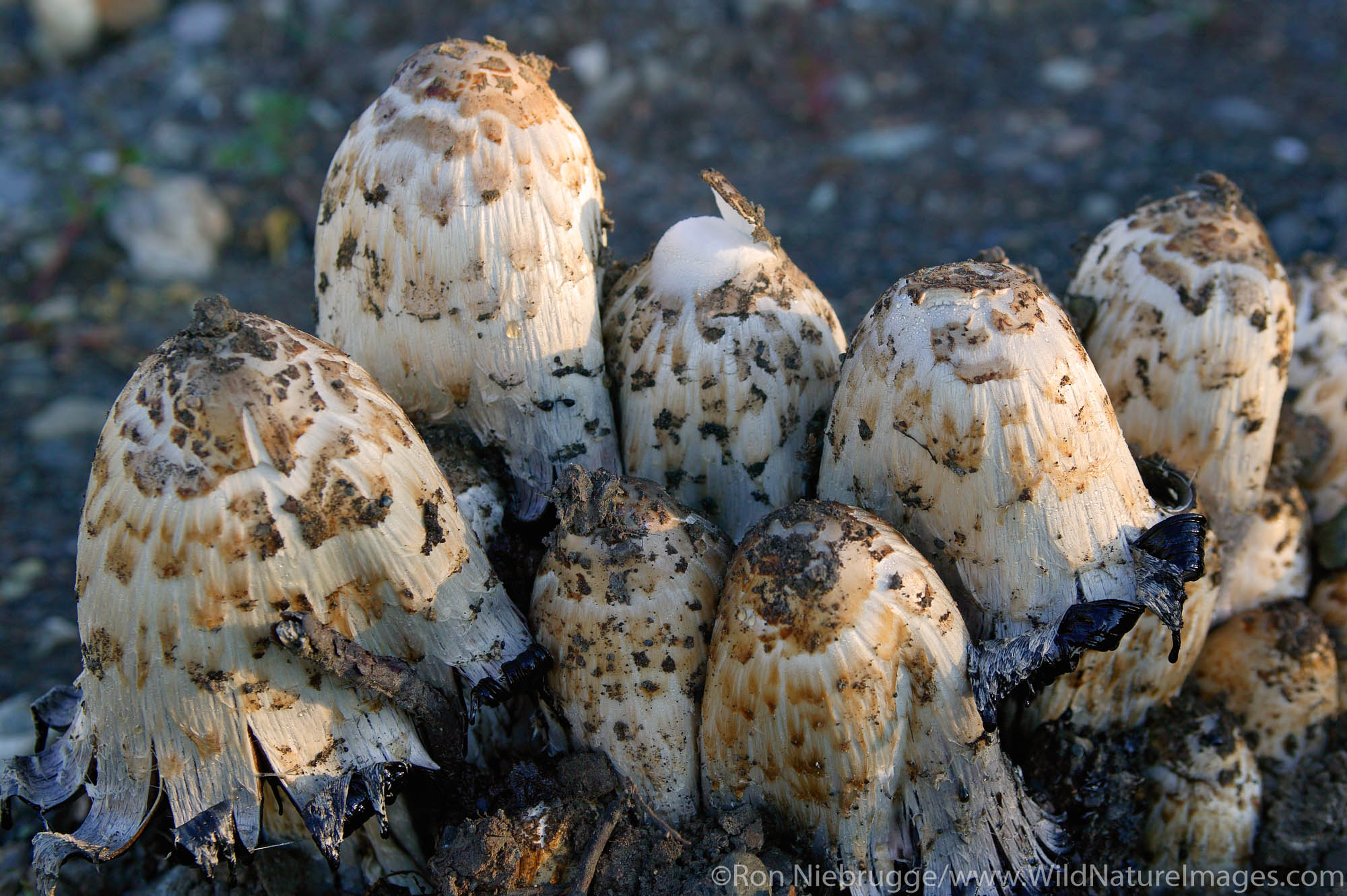 Mushrooms along the Nabesna Road, Wrangell-St Elias National Park, Alaska.