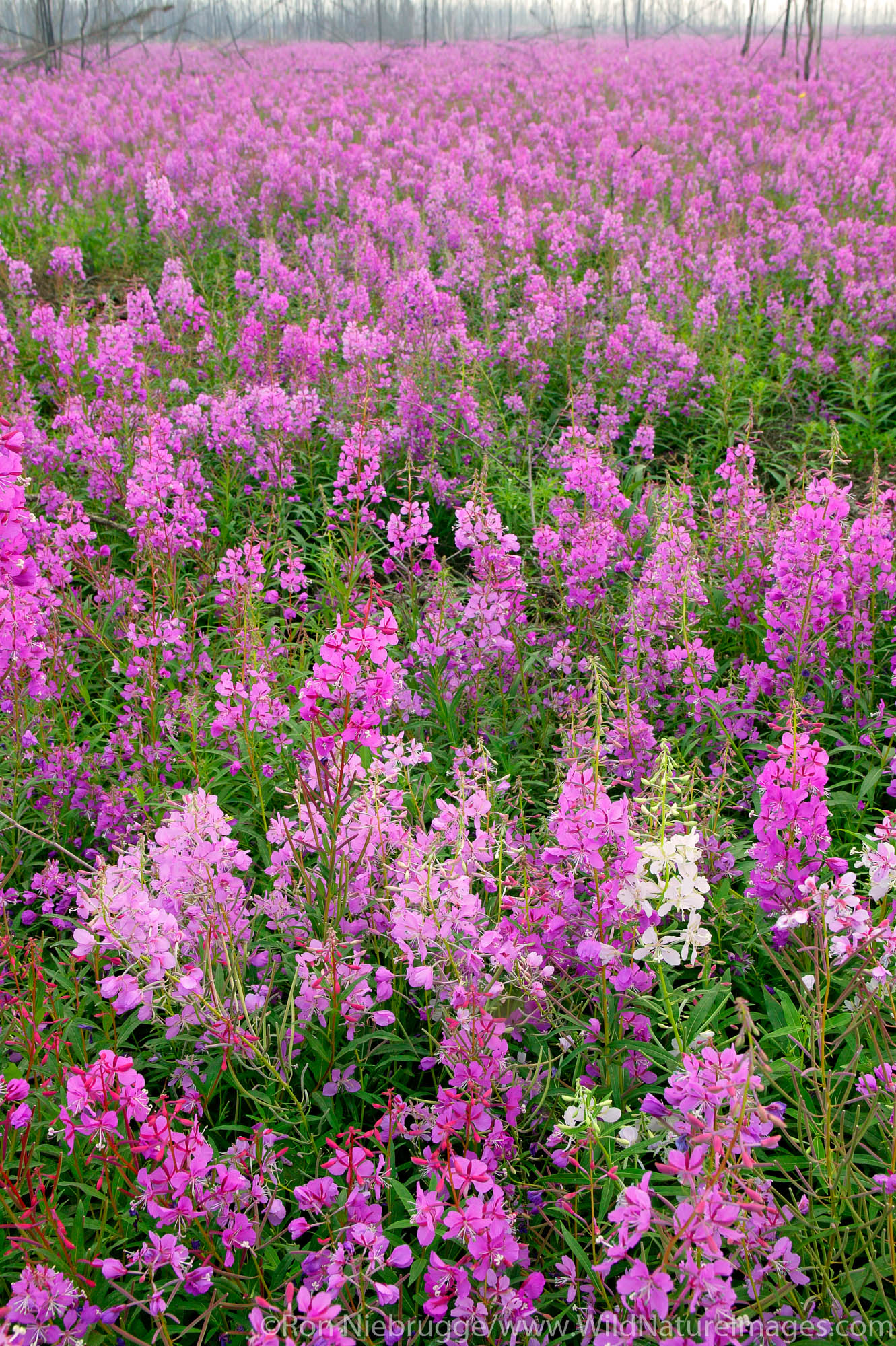 Fields of fireweed along the Dalton Highway, Alaska.