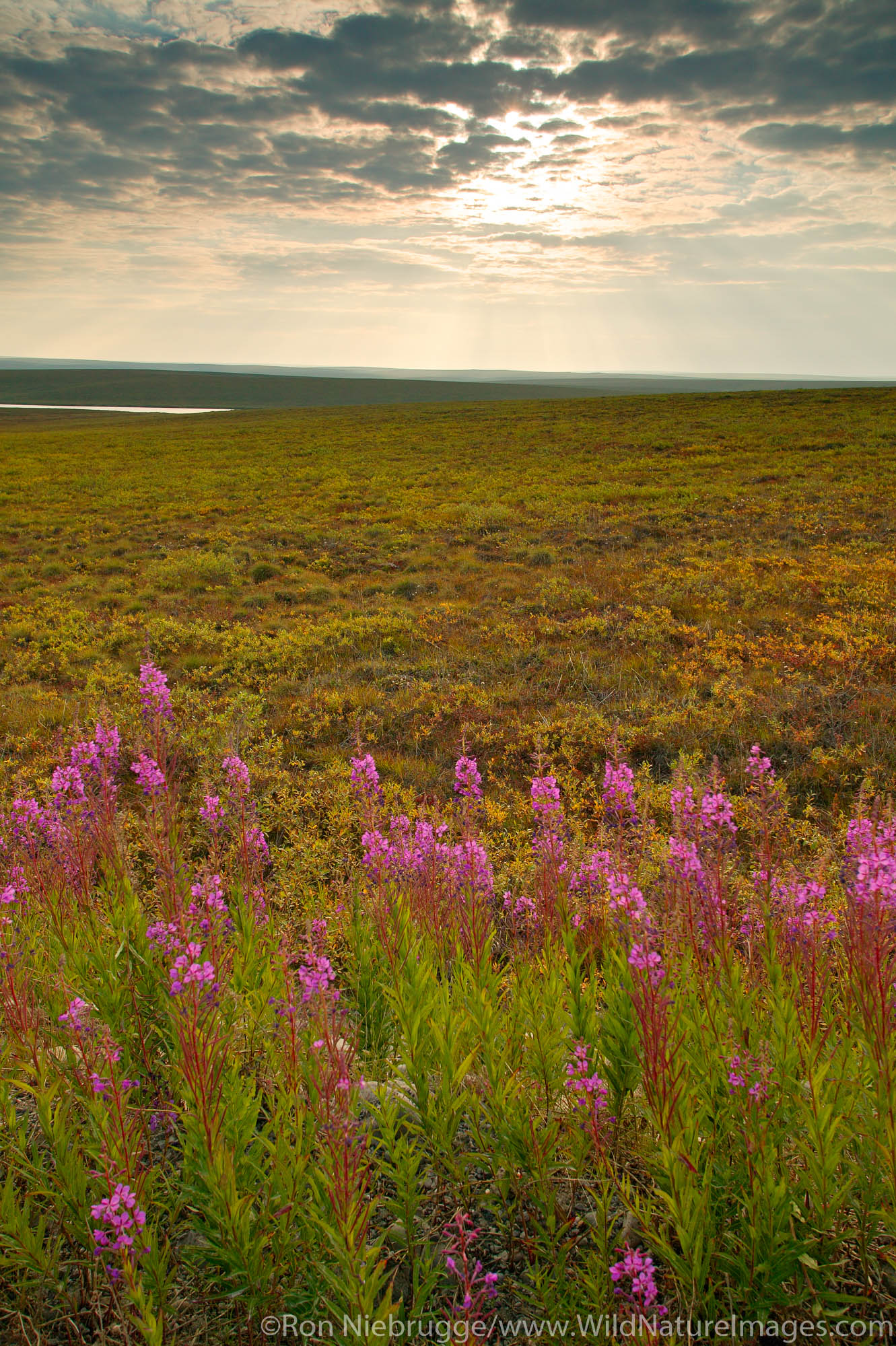 Fireweed and arctic tundra on the costal plain from the Dalton Highway, Alaska.