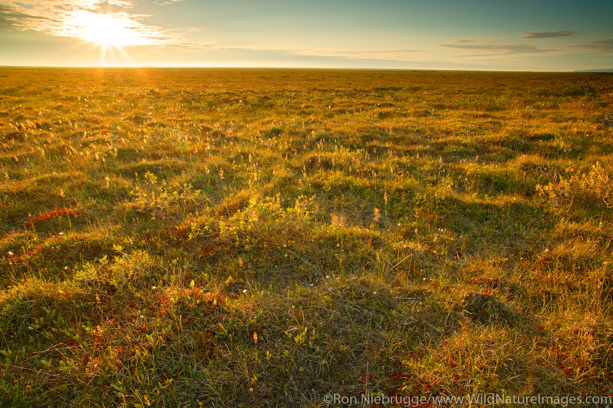 Arctic tundra on the coastal plain from the Dalton Highway, Alaska.