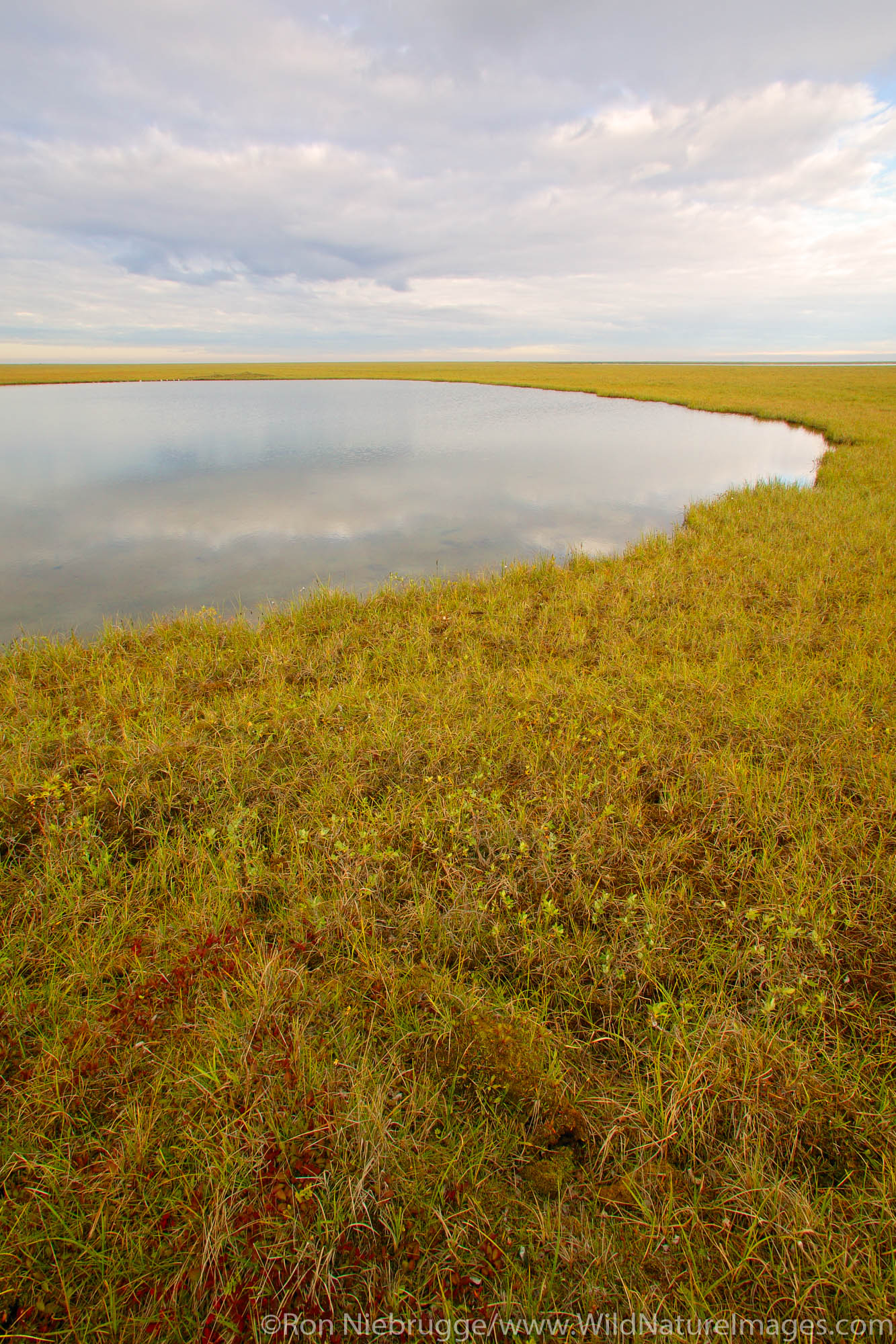 A lake on the arctic coastal plain near the Dalton Highway, Alaska.