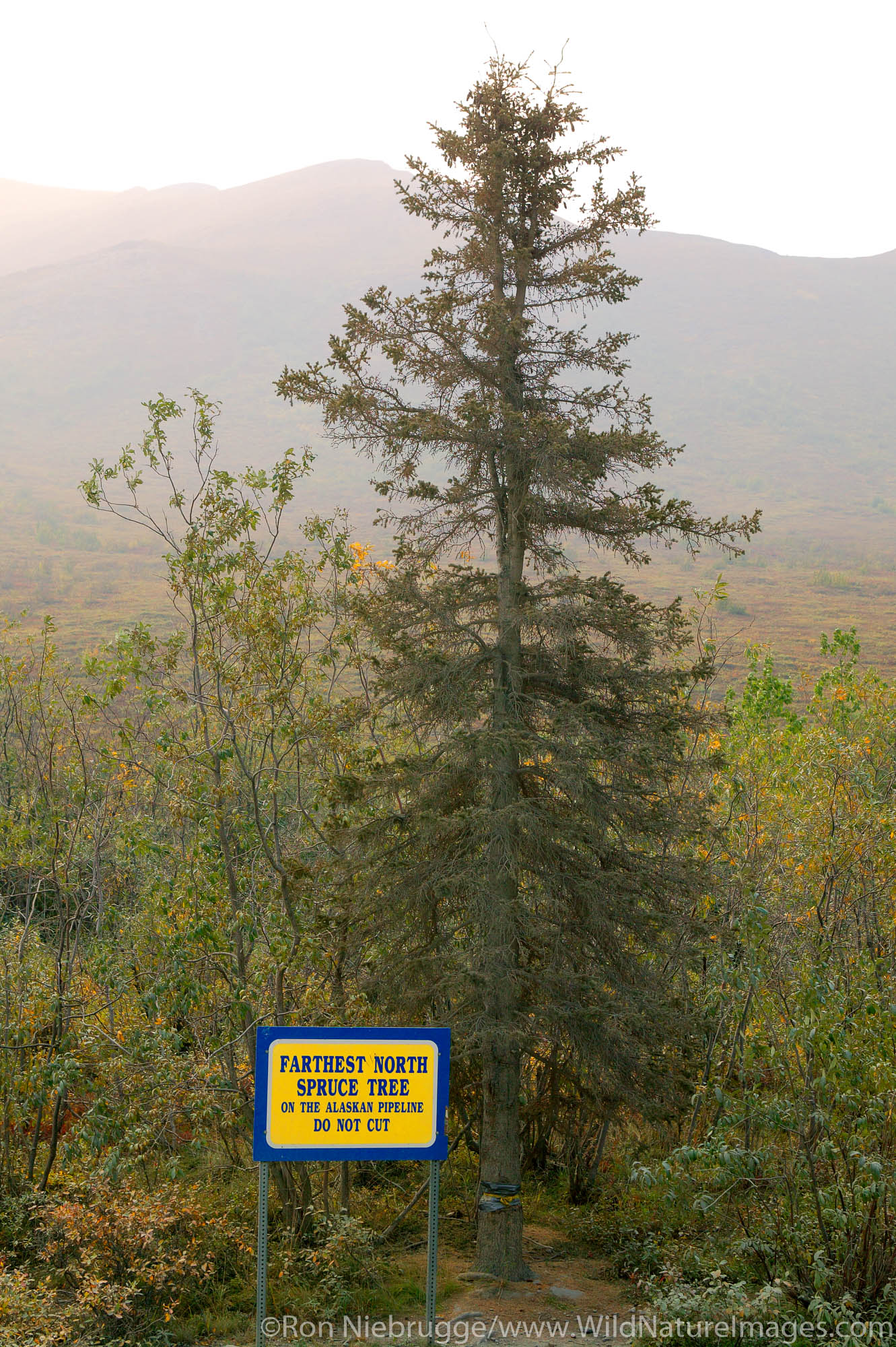 The farthest North spruce tree in the Brooks Range from the Dalton Highway, Alaska.