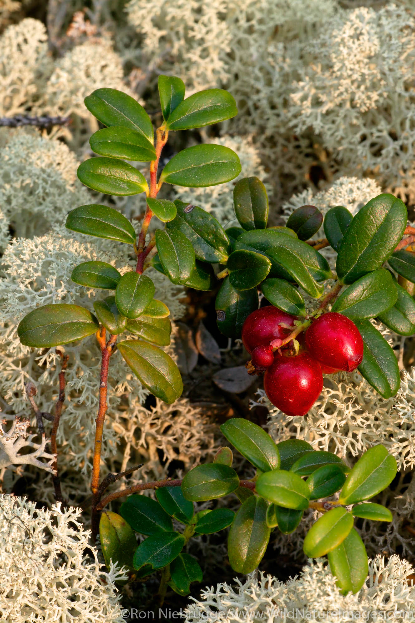 Berries grow among the Reindeer or Caribou Lichen in the Brooks Range from near the Dalton Highway, Coldfoot, Alaska.
