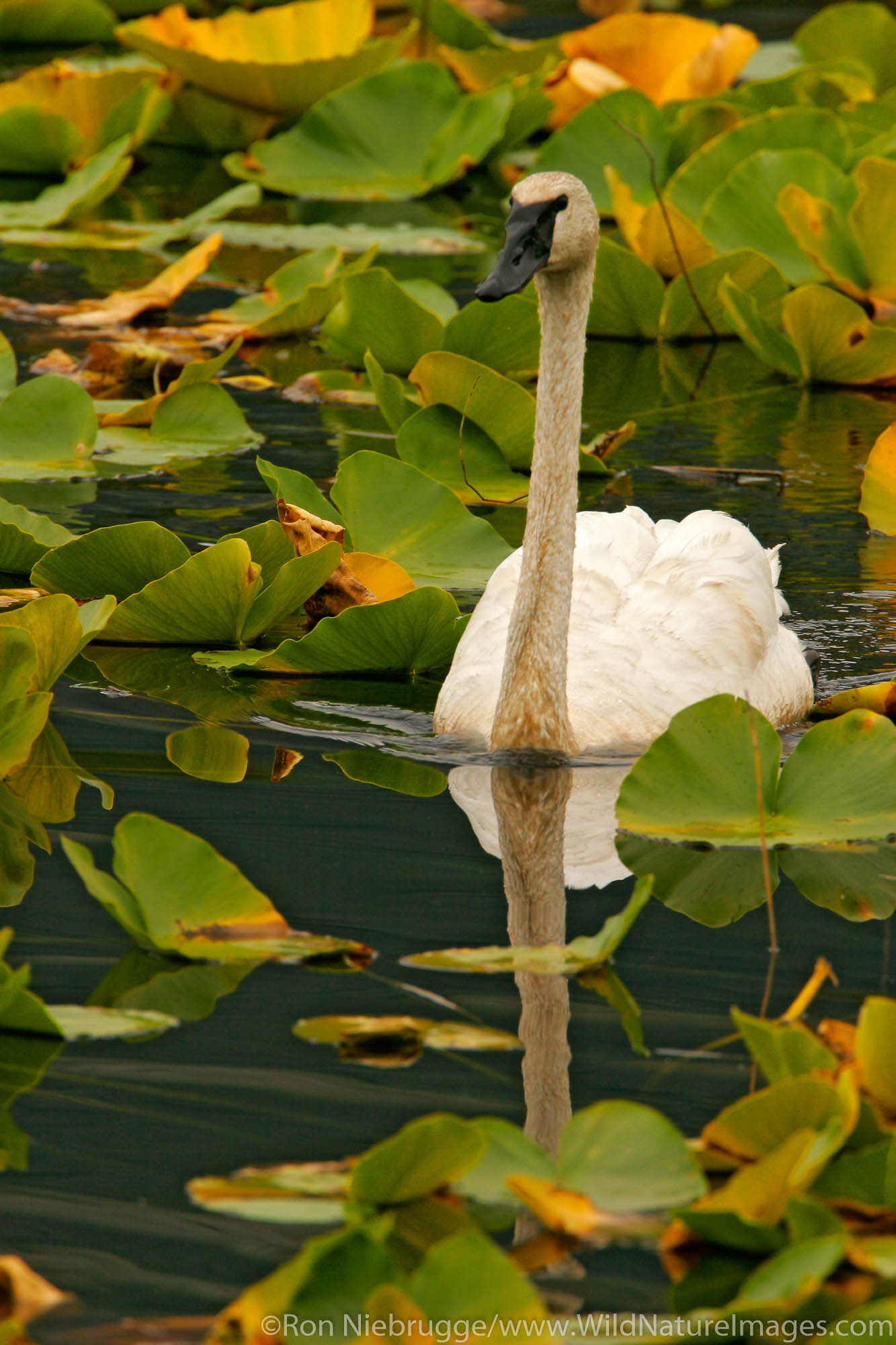 Swan in lily pads along the Seward Highway, Chugach National Forest, near Seward, Alaska.