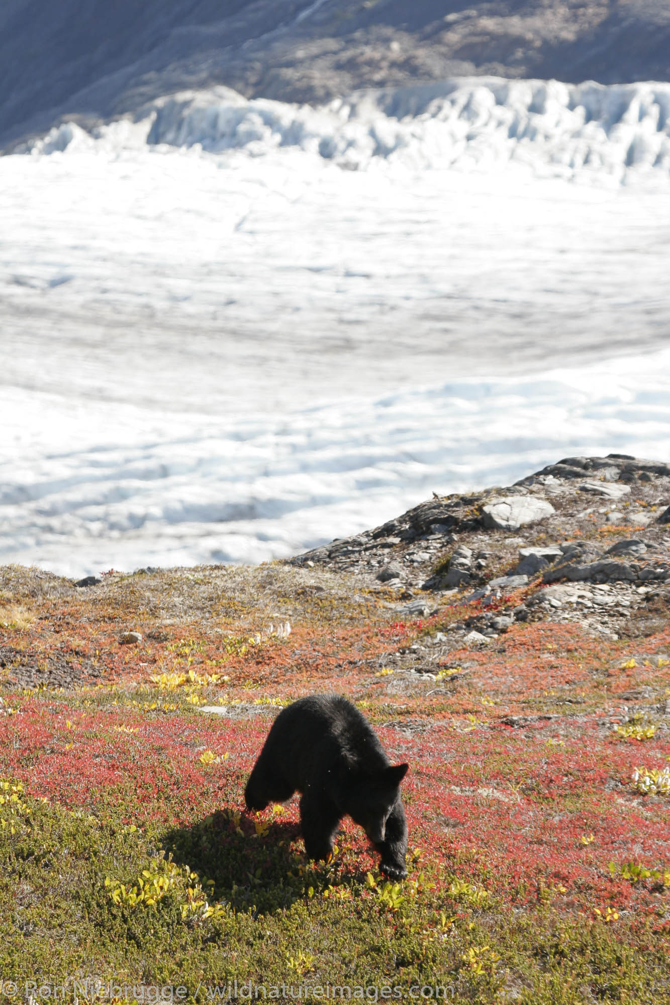 Black bear along the Harding Icefield Trail near Exit Glacier, Kenai Fjords National Park, Alaska.