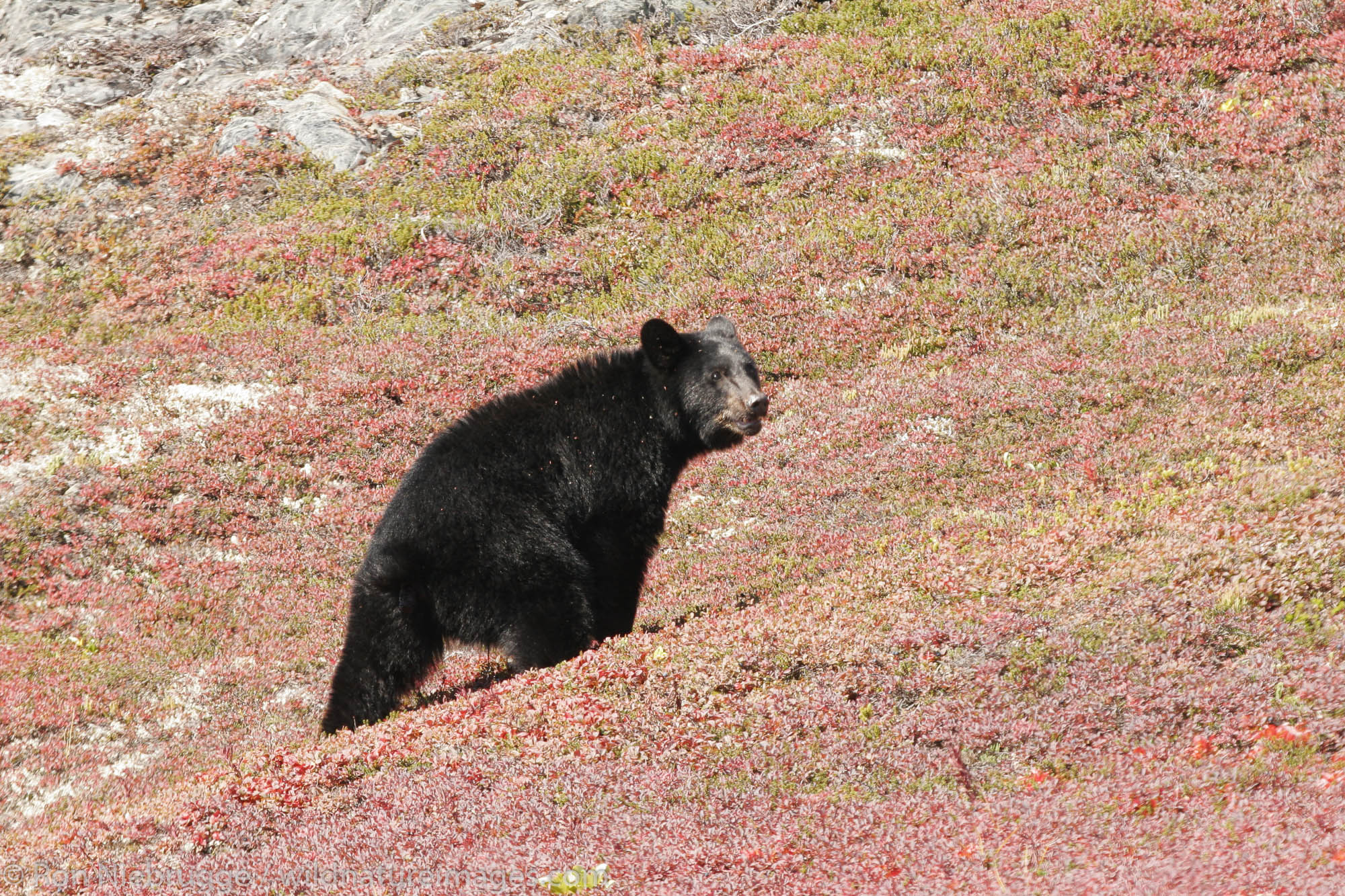 Black bear along the Harding Icefield Trail near Exit Glacier, Kenai Fjords National Park, Alaska.