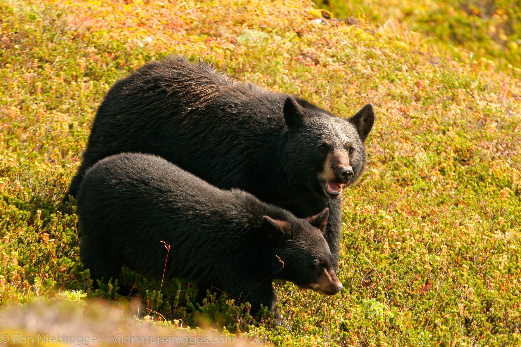 Black bears along the Harding Icefield trail, Kenai Fjords National Park, Alaska.