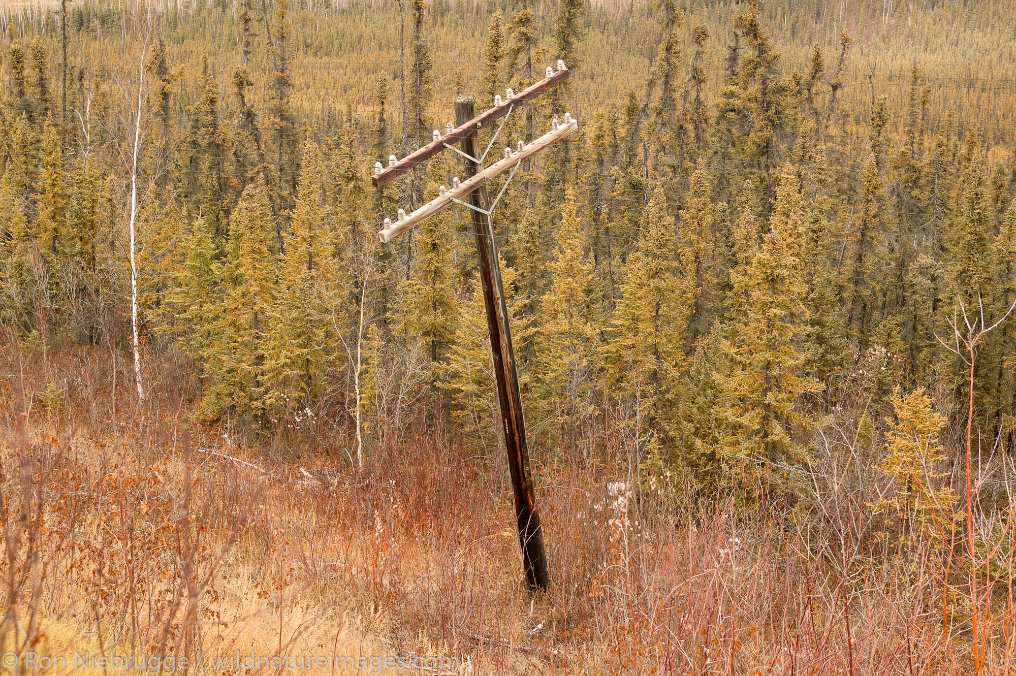 Powerlines leaning due to the thawing tundra, Alaska.