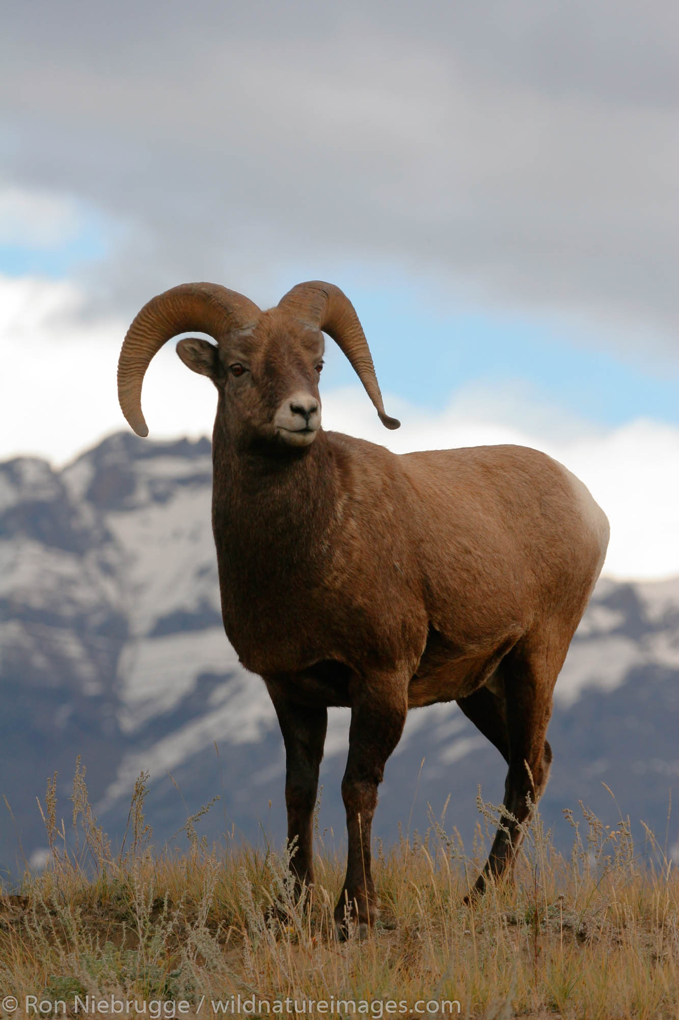 Bighorn Sheep (Ovis canadensis), Jasper National Park, Alberta, Canada.