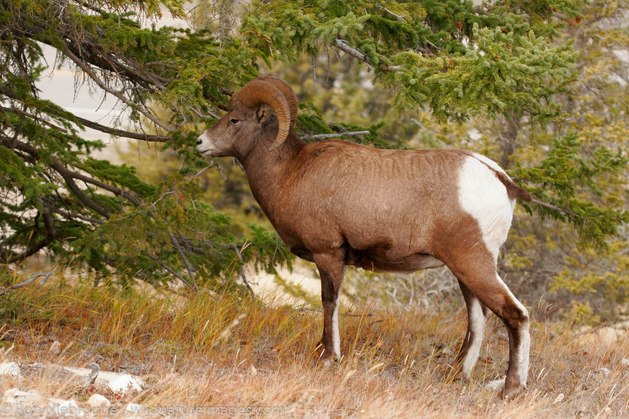 Bighorn Sheep (Ovis canadensis), Jasper National Park, Alberta, Canada.