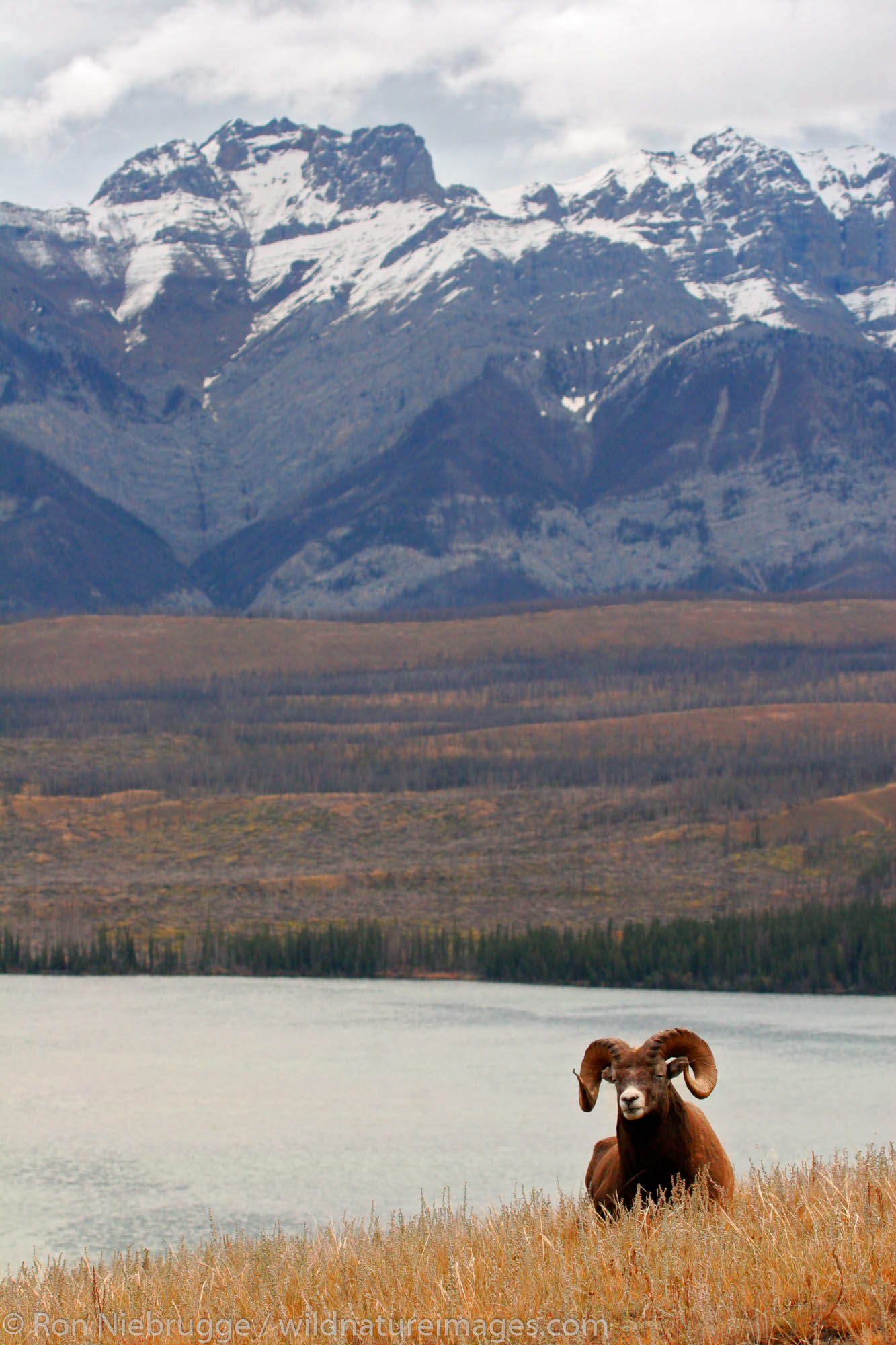 Bighorn Sheep (Ovis canadensis), Jasper National Park, Alberta, Canada.
