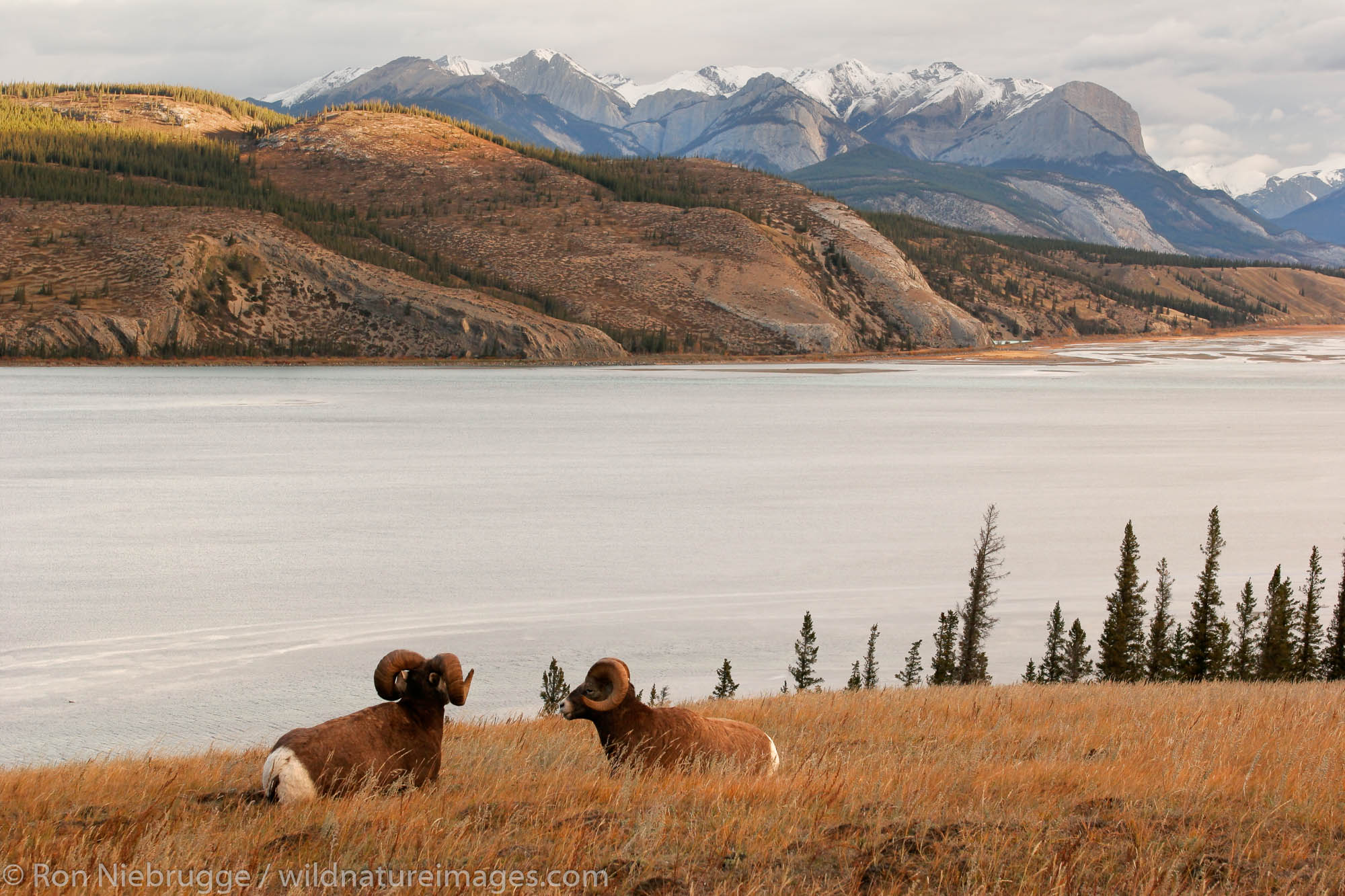 Bighorn Sheep (Ovis canadensis), Jasper National Park, Alberta, Canada.