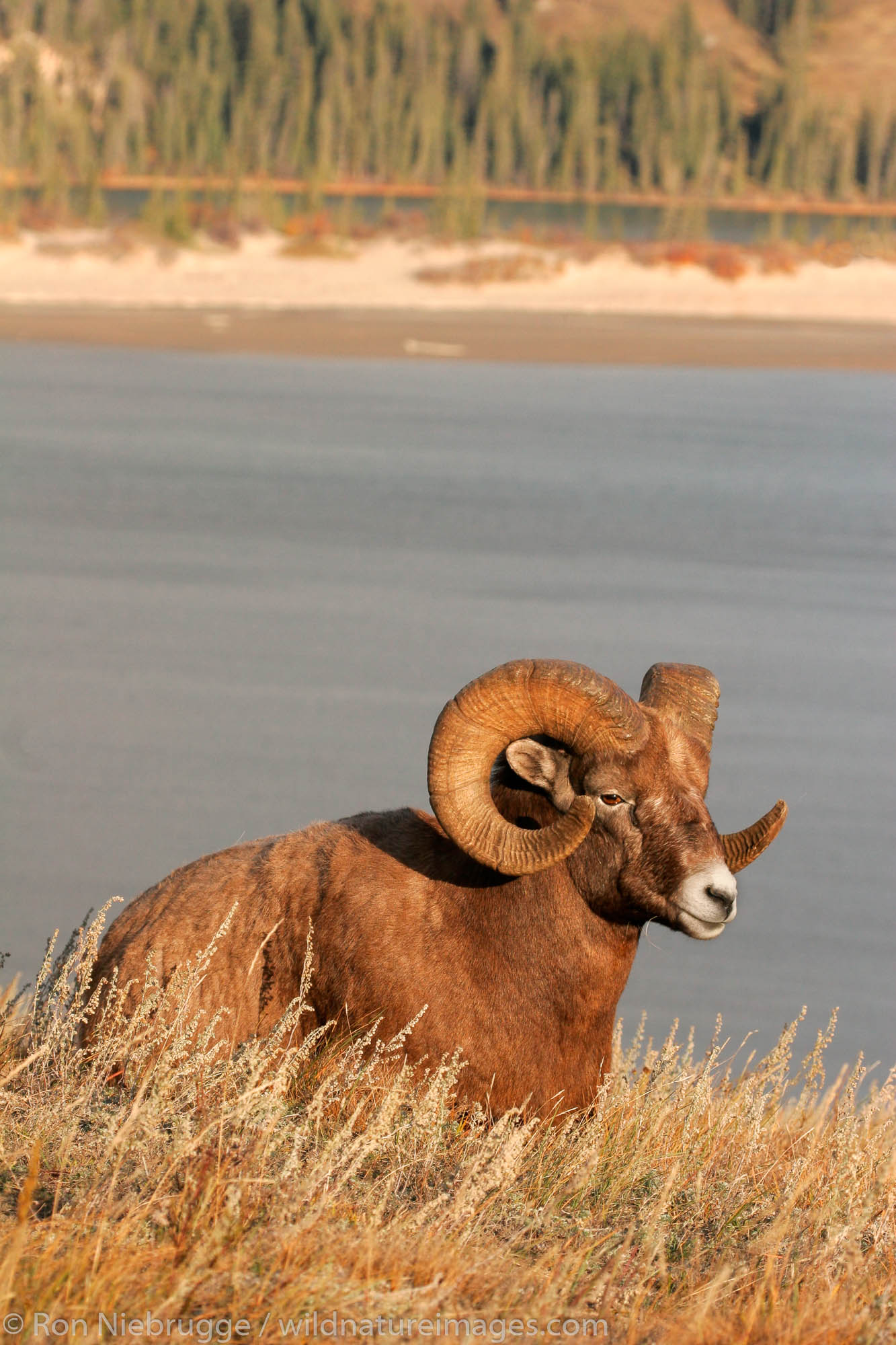 Bighorn Sheep (Ovis canadensis), Jasper National Park, Alberta, Canada.