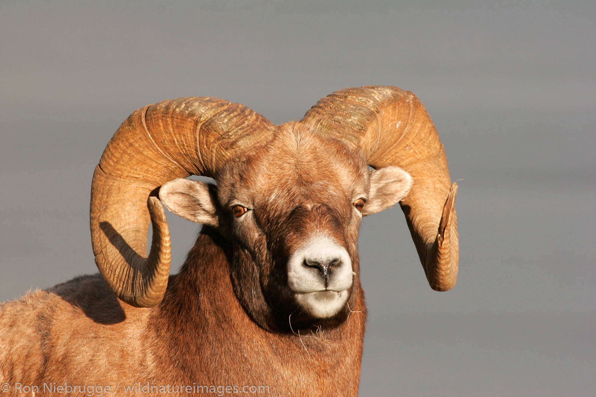 Bighorn Sheep (Ovis canadensis), Jasper National Park, Alberta, Canada.