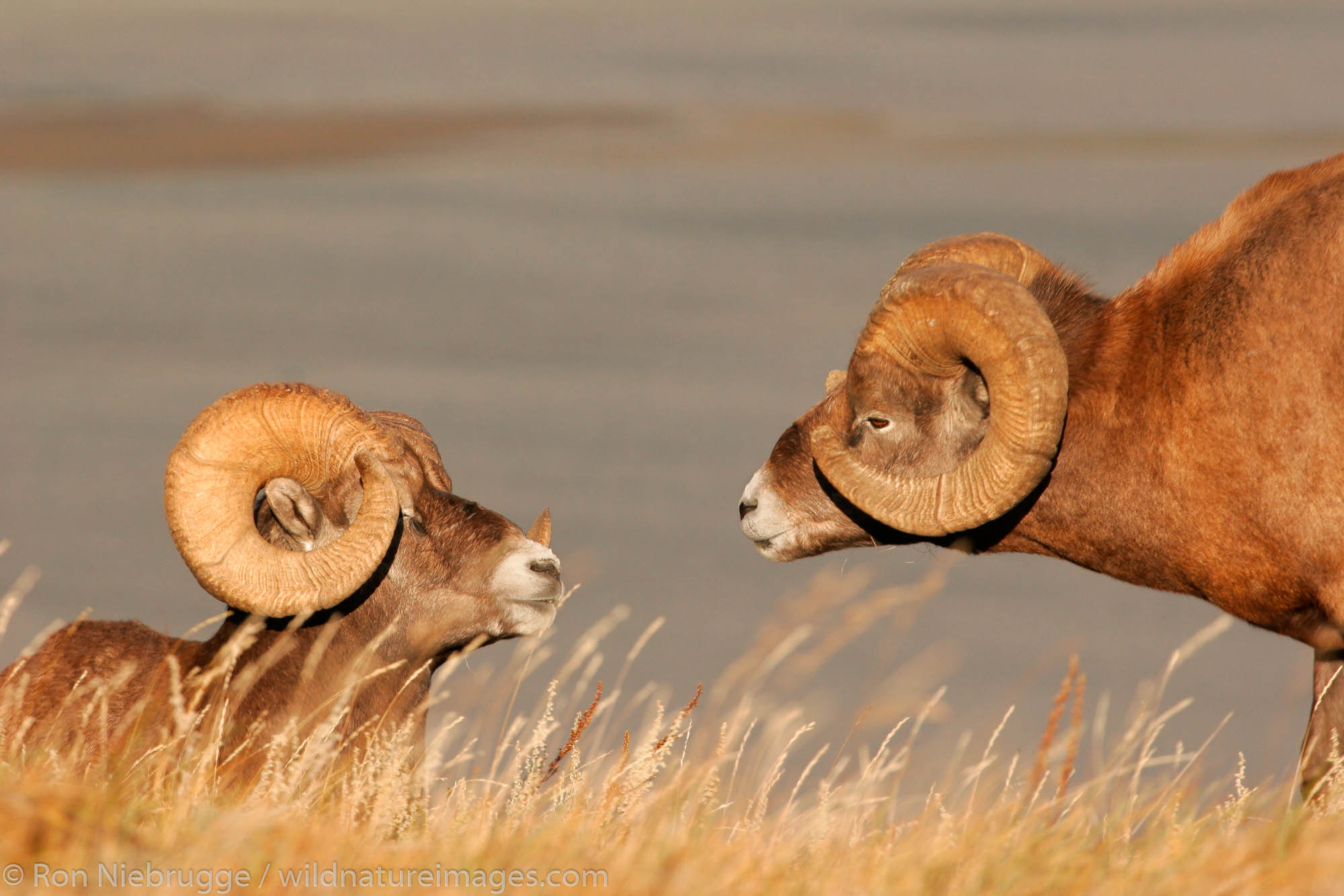 Bighorn Sheep (Ovis canadensis), Jasper National Park, Alberta, Canada.