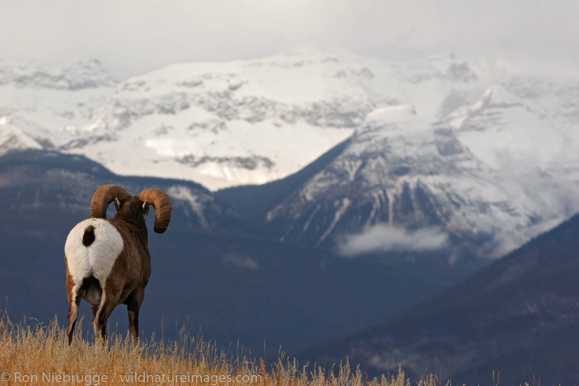 Bighorn Sheep (Ovis canadensis), Jasper National Park, Alberta, Canada.
