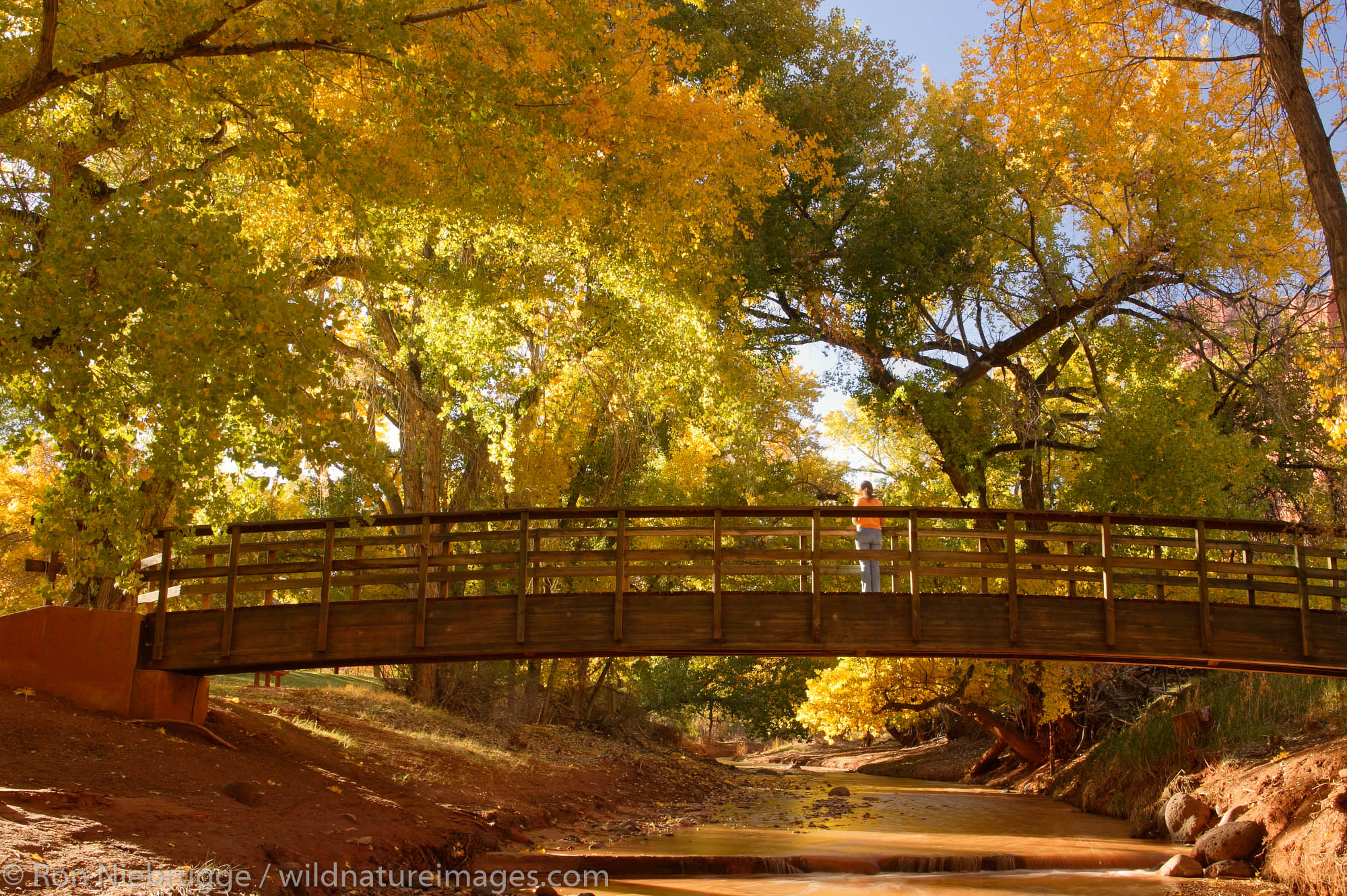 A visitor enjoys a path in Fruita crosses the Fremont River, Capital Reef National Park, Utah. (Model Released)