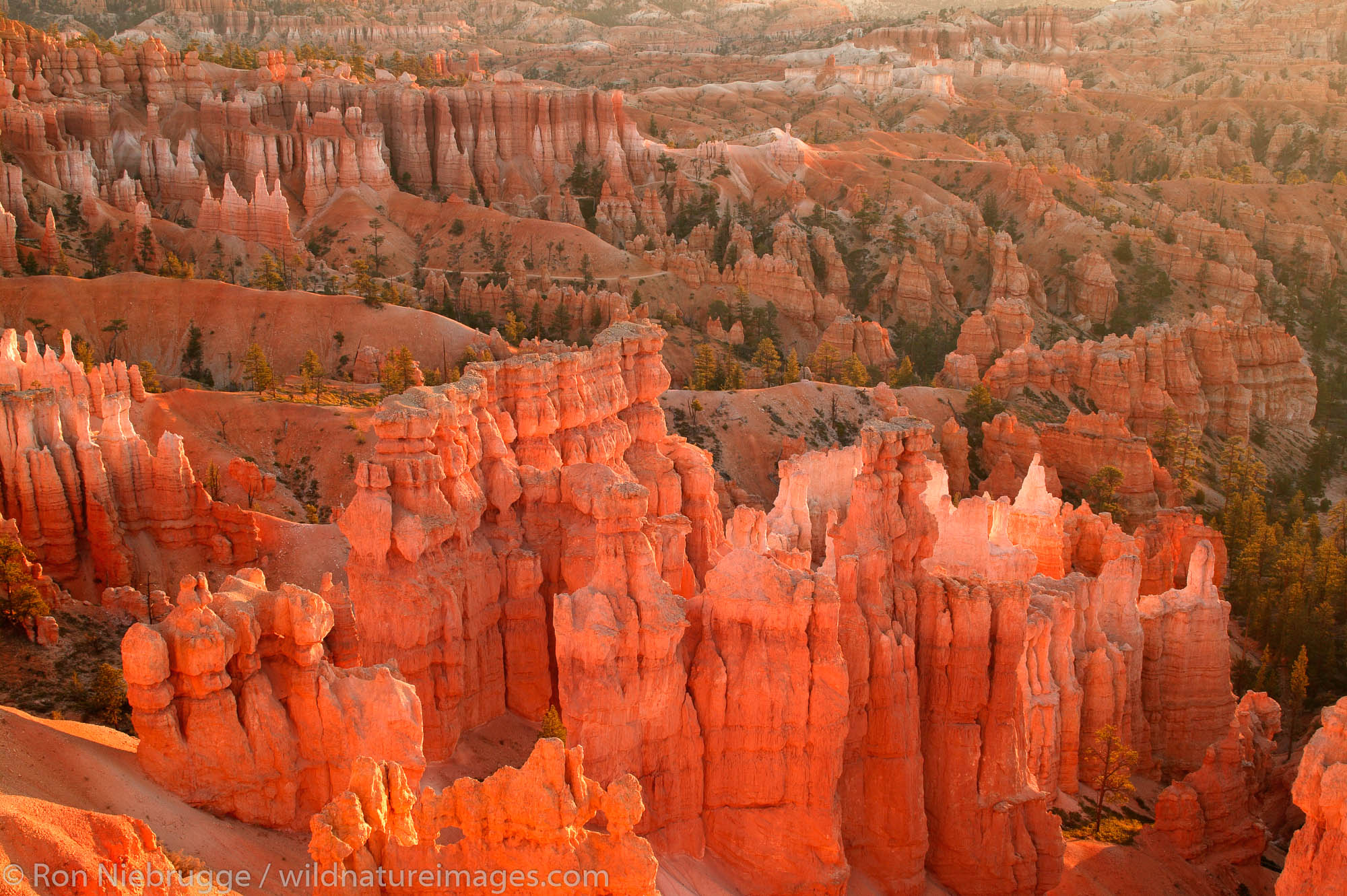 Bryce National Park at sunrise from Sunset Point, Utah.
