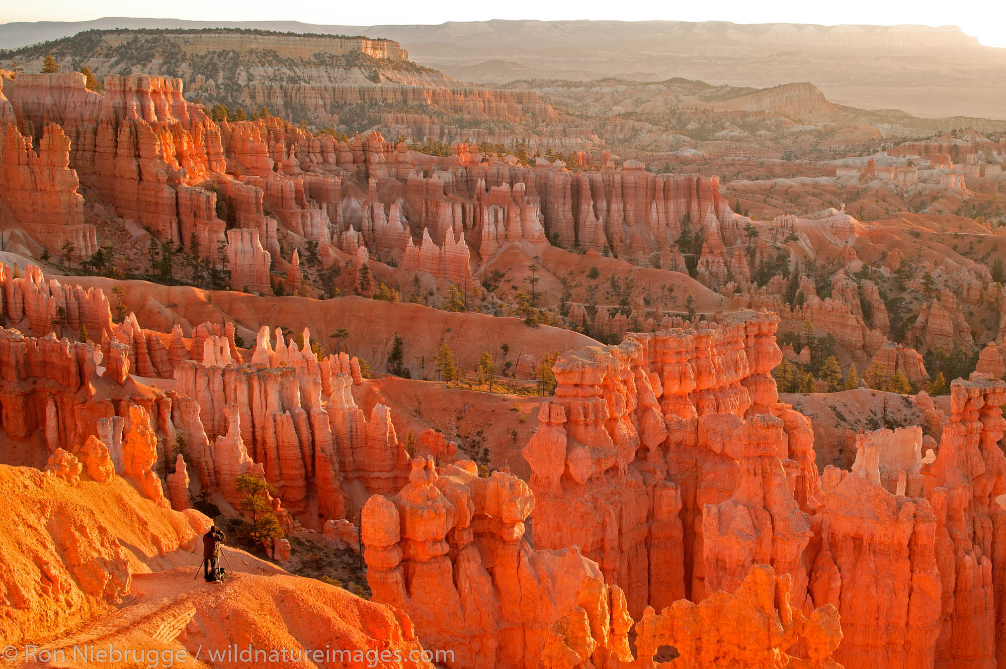 Bryce National Park at sunrise from Sunset Point, Utah.