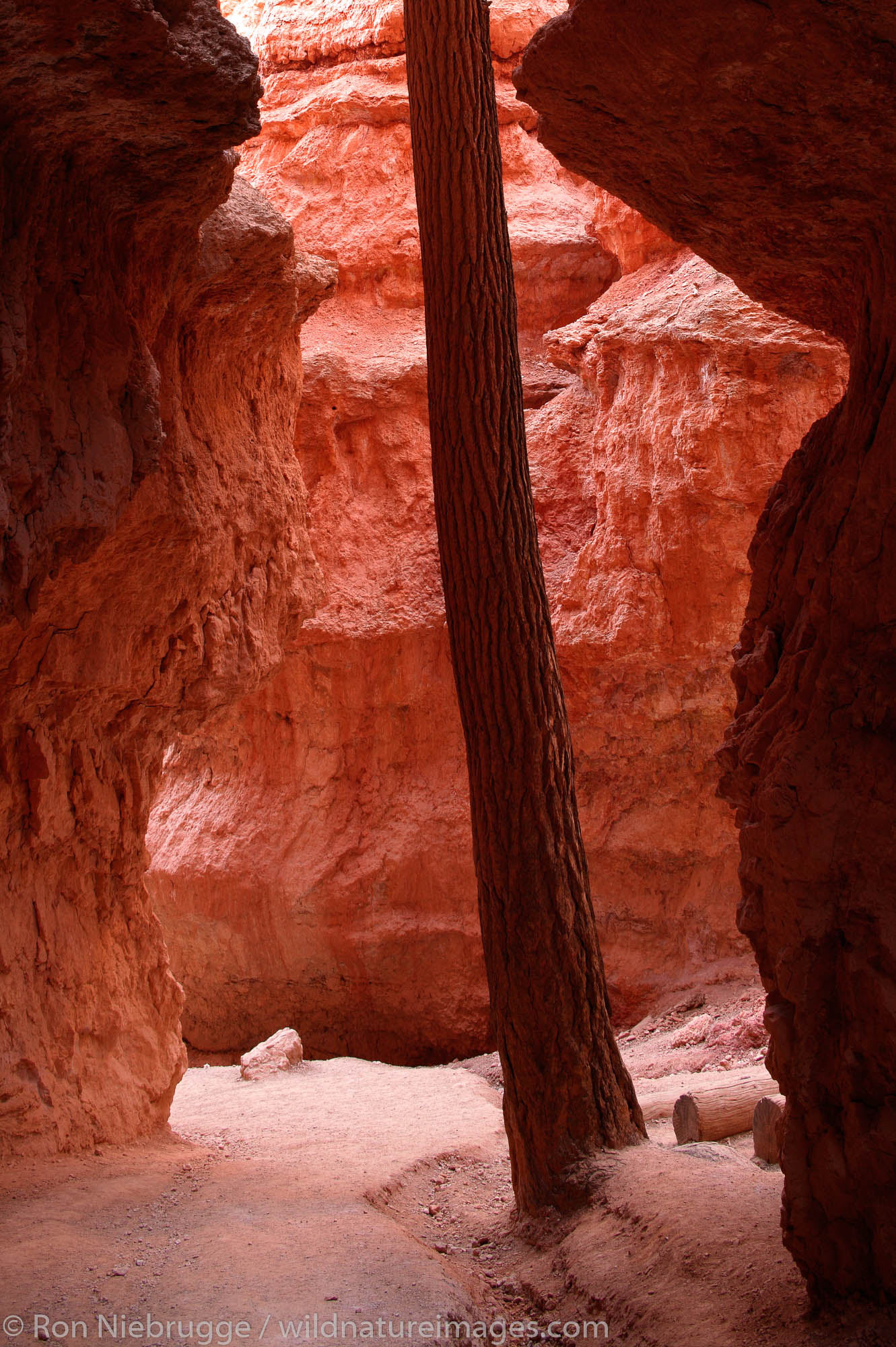Douglas fir on Wall Street, Navajo Loop Trail, Bryce National Park, Utah.