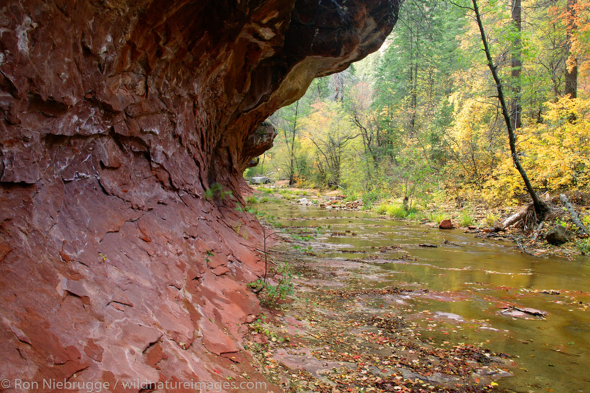 West Fork of Oak Creek trail, Coconino National Forest, near Sedona, Arizona.