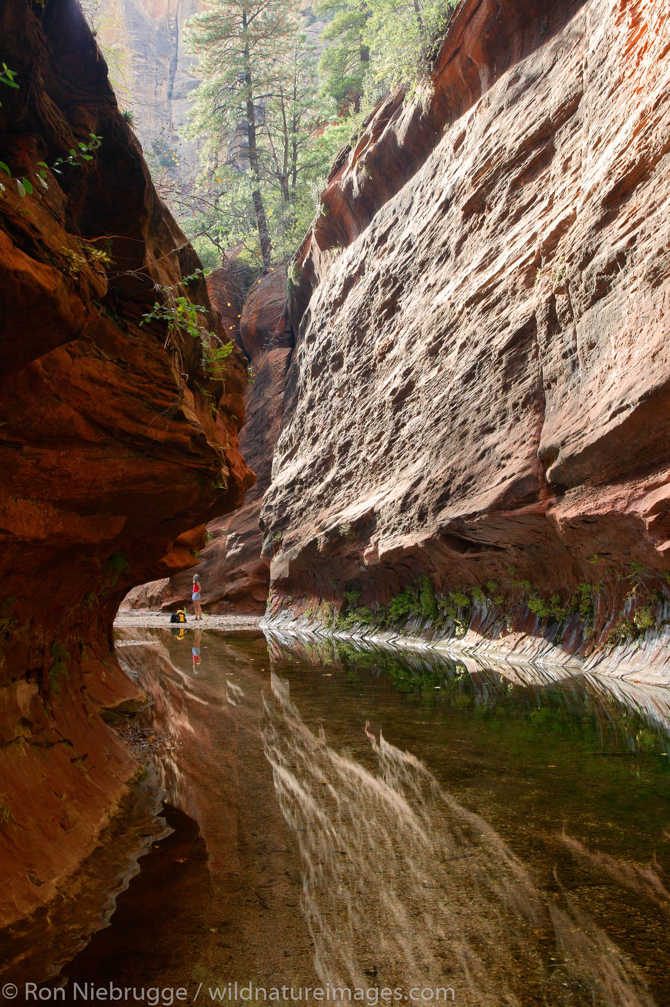 West Fork of Oak Creek trail Sedona, Arizona. Photos by Ron Niebrugge