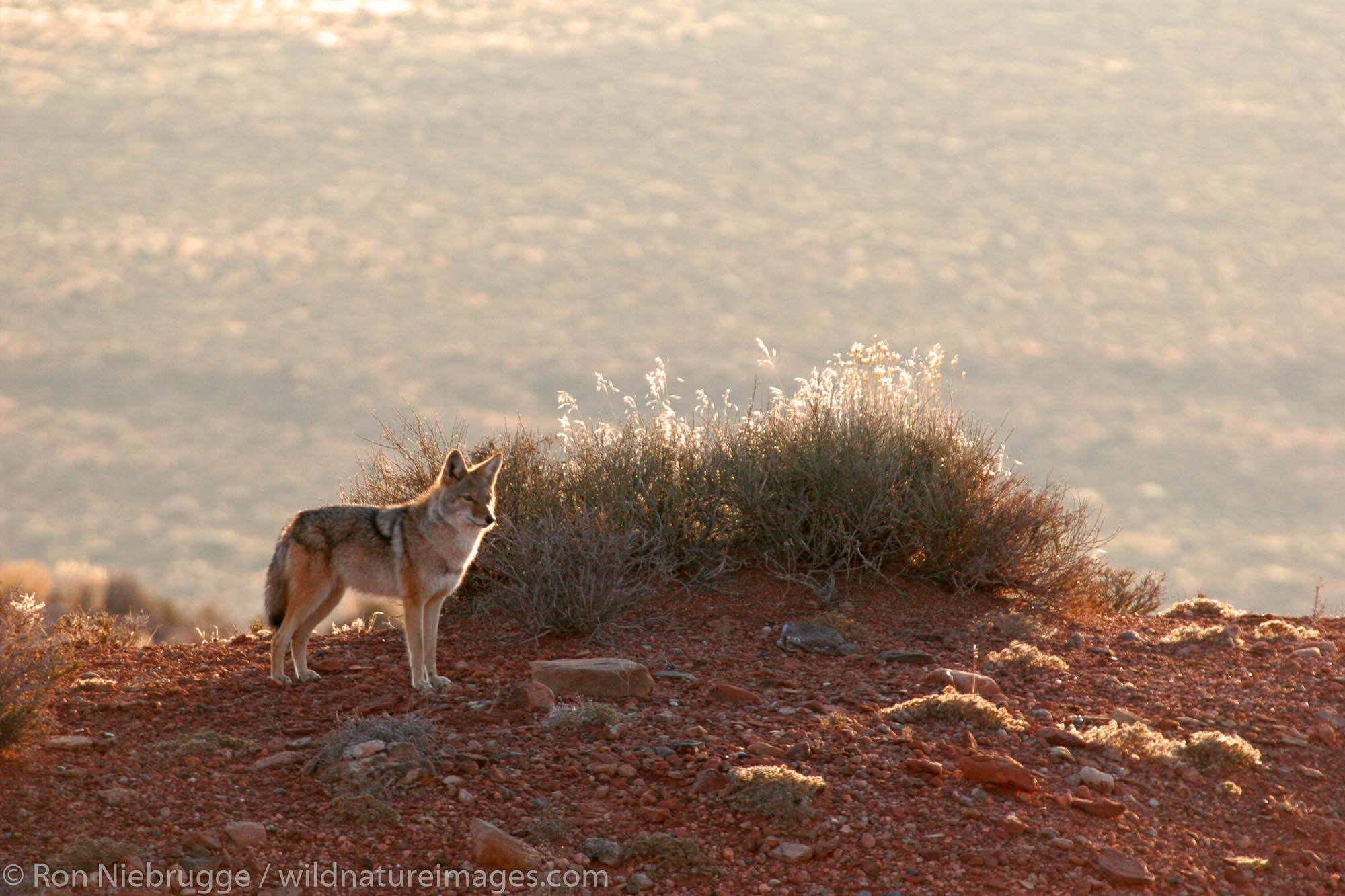 Coyote in Monument Valley Navajo Tribal Park, Utah.