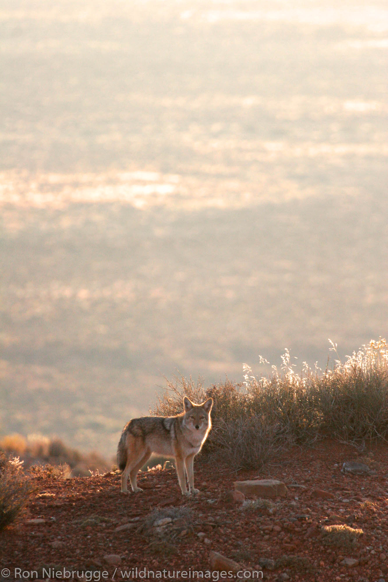 Coyote in Monument Valley Navajo Tribal Park, Utah.