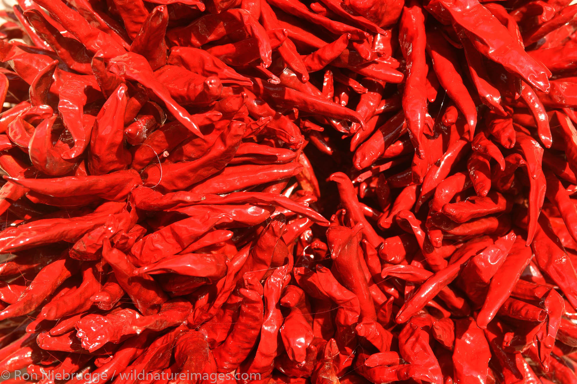 Chile Colorad (Red Chile),Taos, New Mexico.