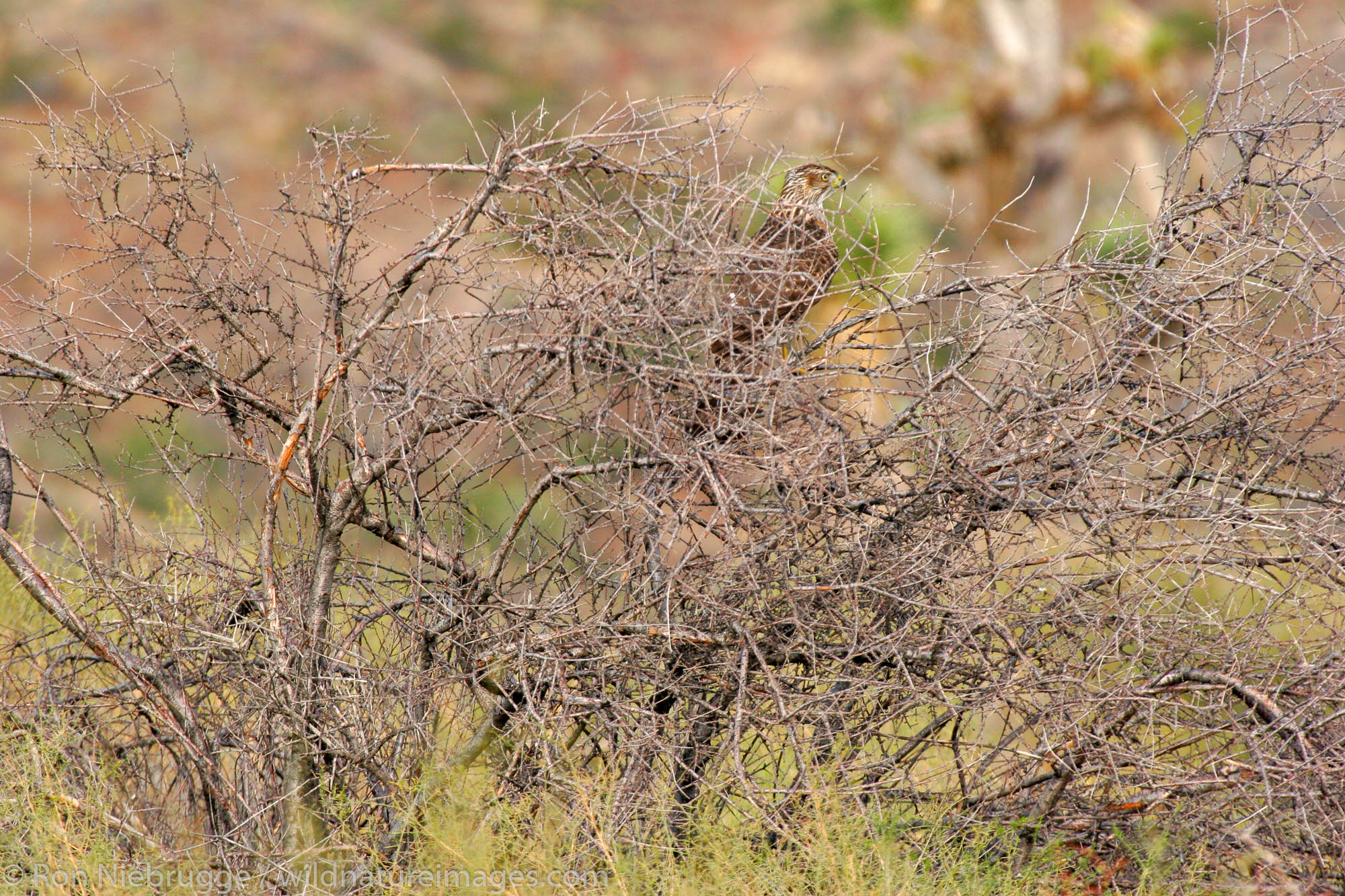 Cooper's Hawk (Accipiter cooperii), Mojave Desert, California.