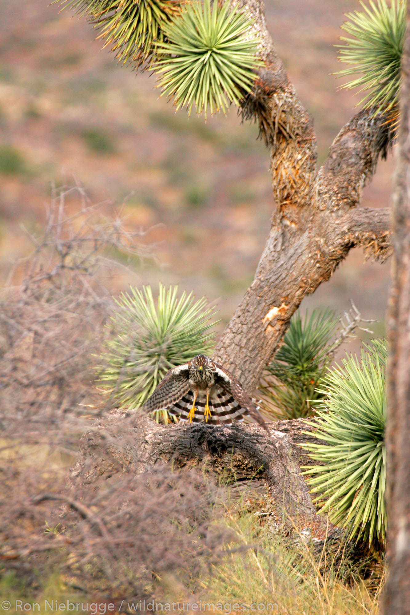 Cooper's Hawk (Accipiter cooperii), Mojave Desert, California.