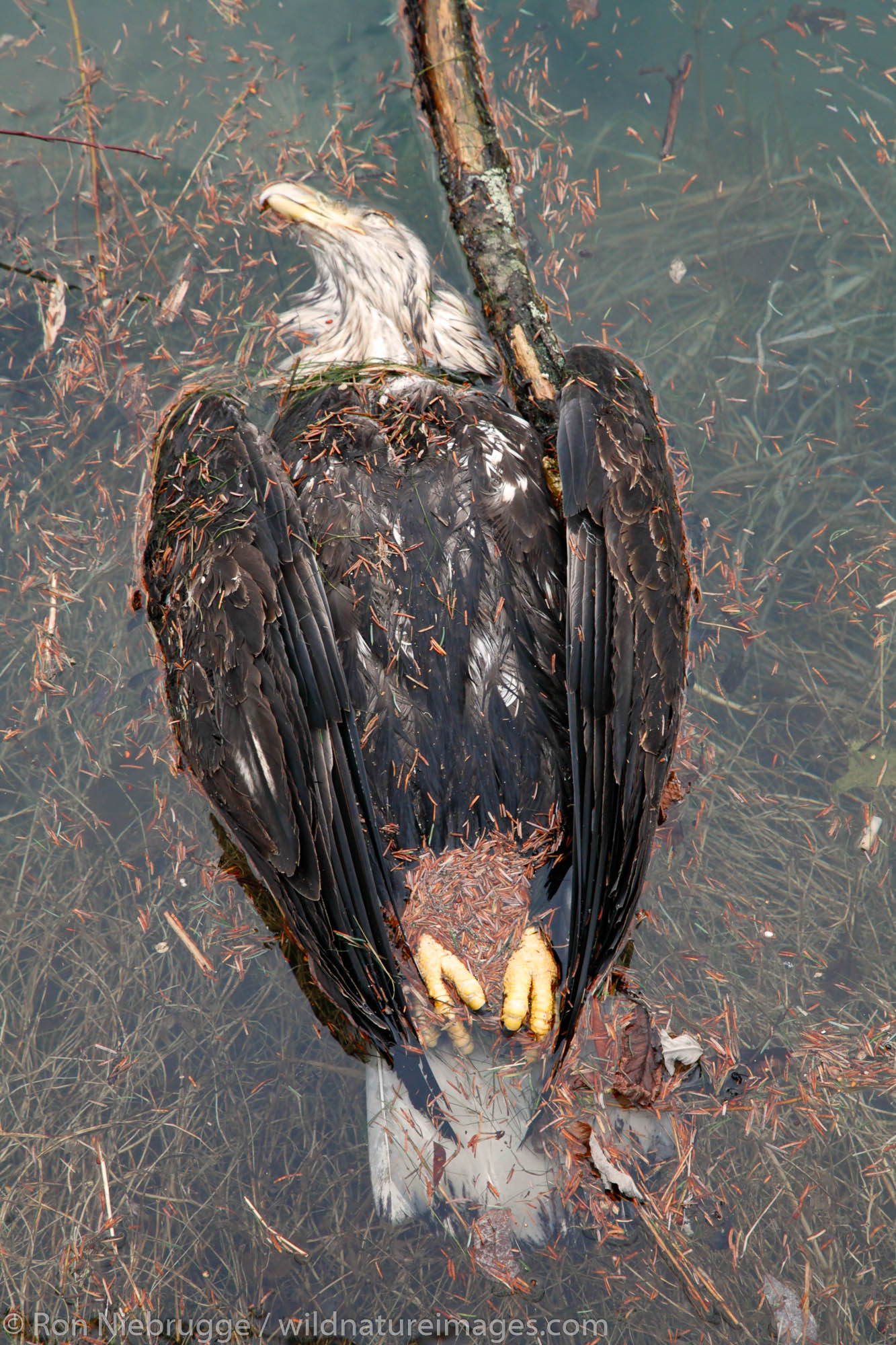 A dead Bald Eagle floats under a powerline, Seward, Alaska.  I have seen Bald Eagles electrocuted when thier wings touched two...