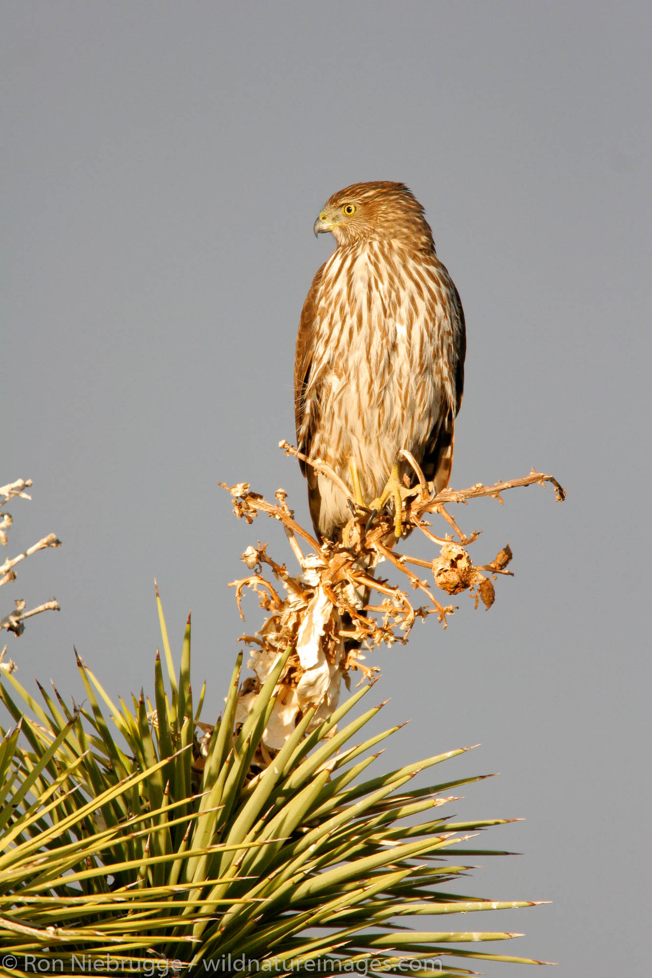 A juvenile Cooper's Hawk (Accipiter cooperii) in a Joshua Tree, Mojave Desert, California.