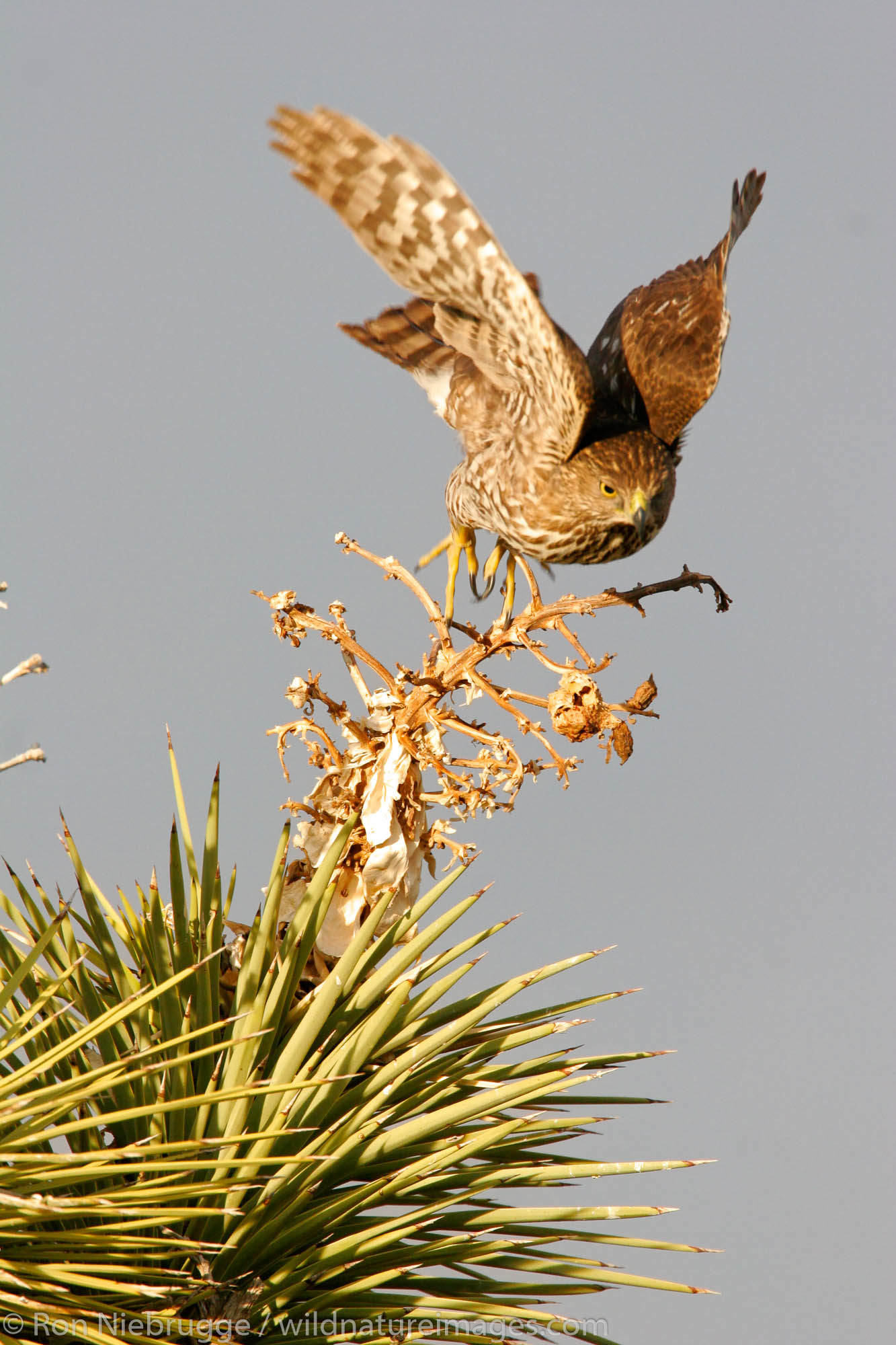 A juvenile Cooper's Hawk (Accipiter cooperii) in a Joshua Tree, Mojave Desert, California.