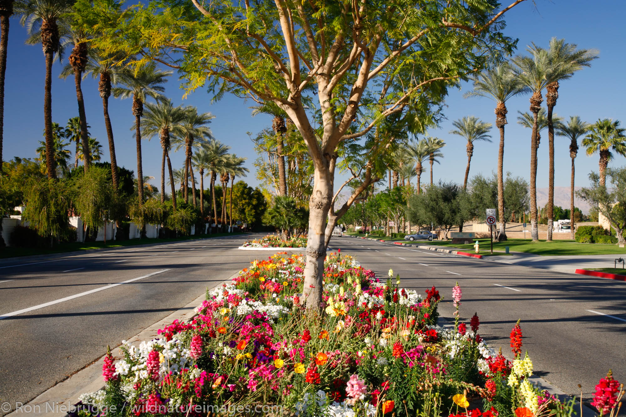 A flower lined street (Eldorado Drive) in Indian Wells, near Palm Springs, California.
