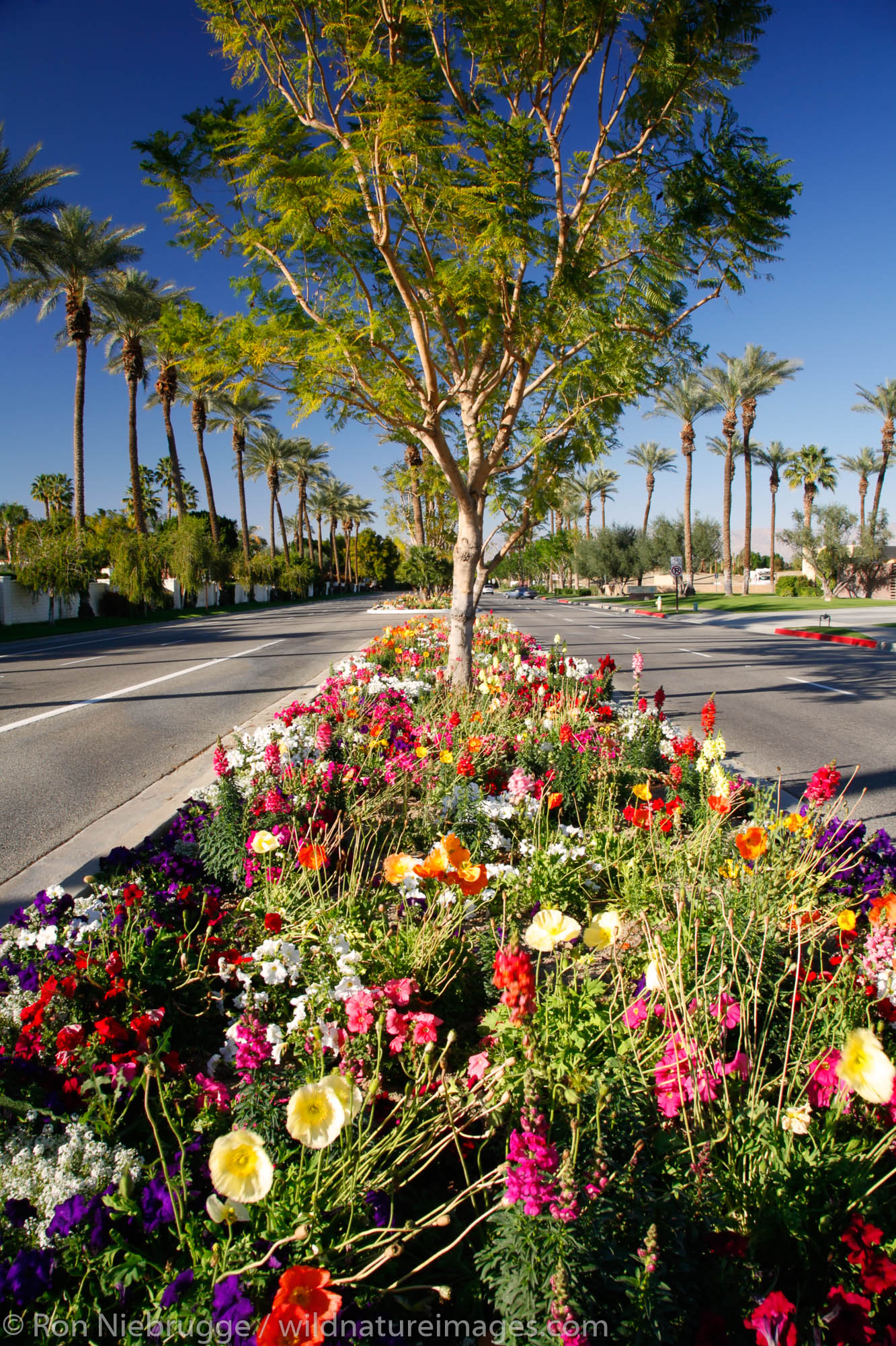 A flower lined street (Eldorado Drive) in Indian Wells, near Palm Springs, California.