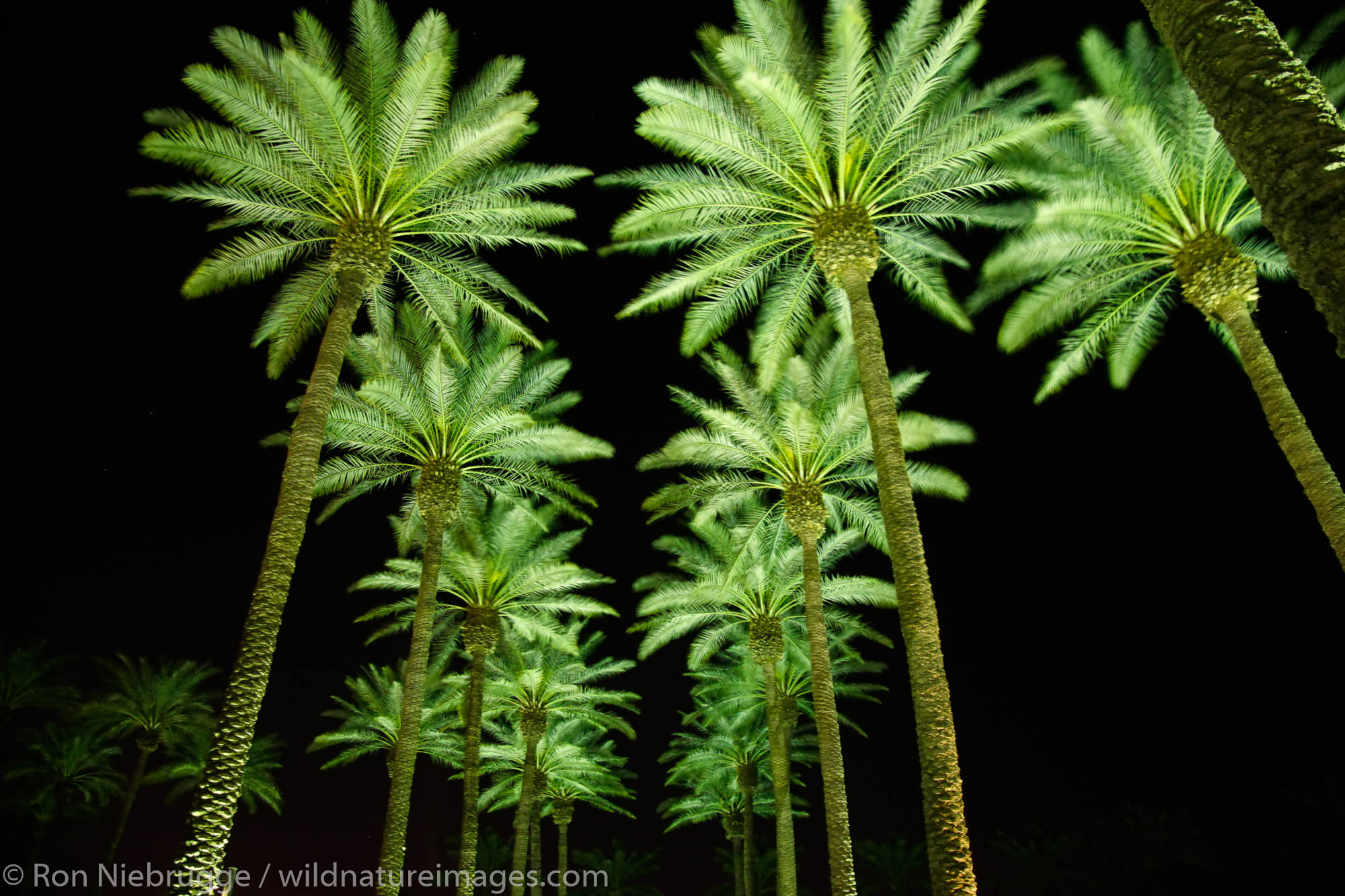 Palm trees at night, Palm Desert, near Palm Springs, California.