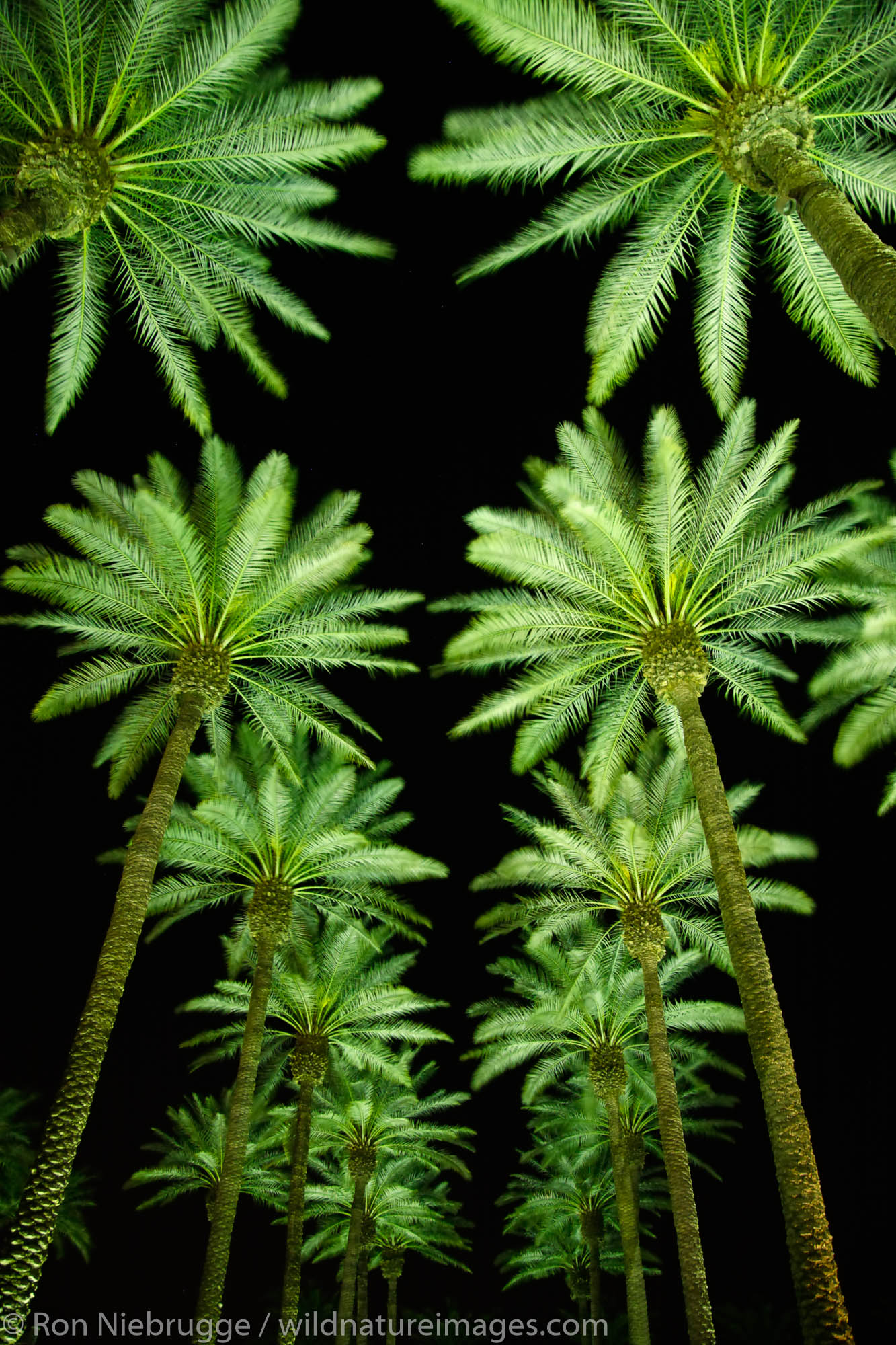 Palm trees at night, Palm Desert, near Palm Springs, California.