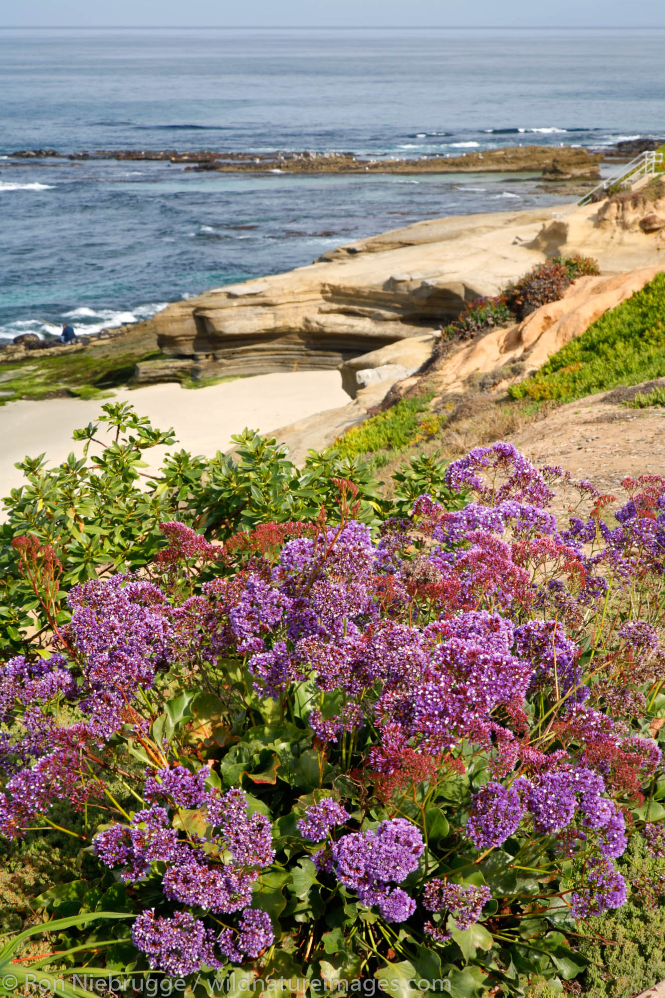 The Children's Pool at La Jolla , San Diego, California.