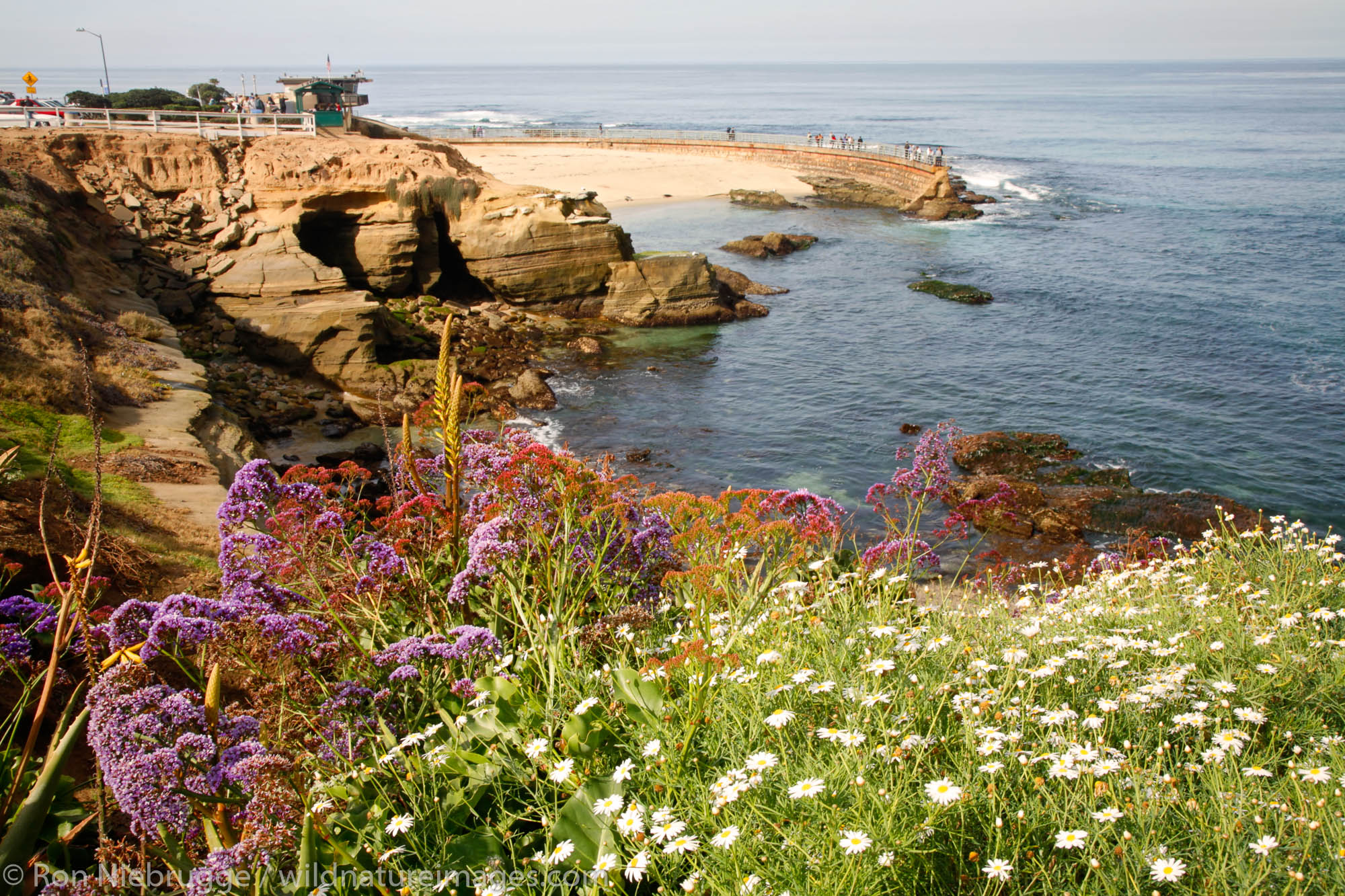 The Children's Pool at La Jolla , San Diego, California.