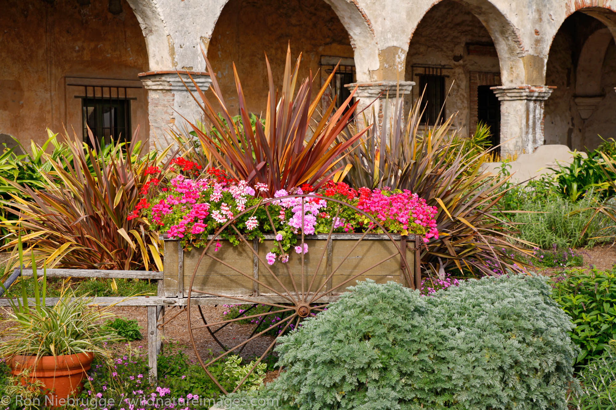 Flowers at the Historic Mission San Juan Capistrano, Orange County, California.