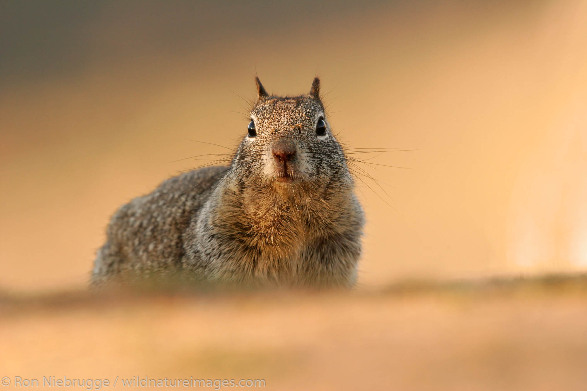 California Ground Squirrel (Spermophilus beecheyi) Mojave Deset, near Joshua Tree National Park, California.