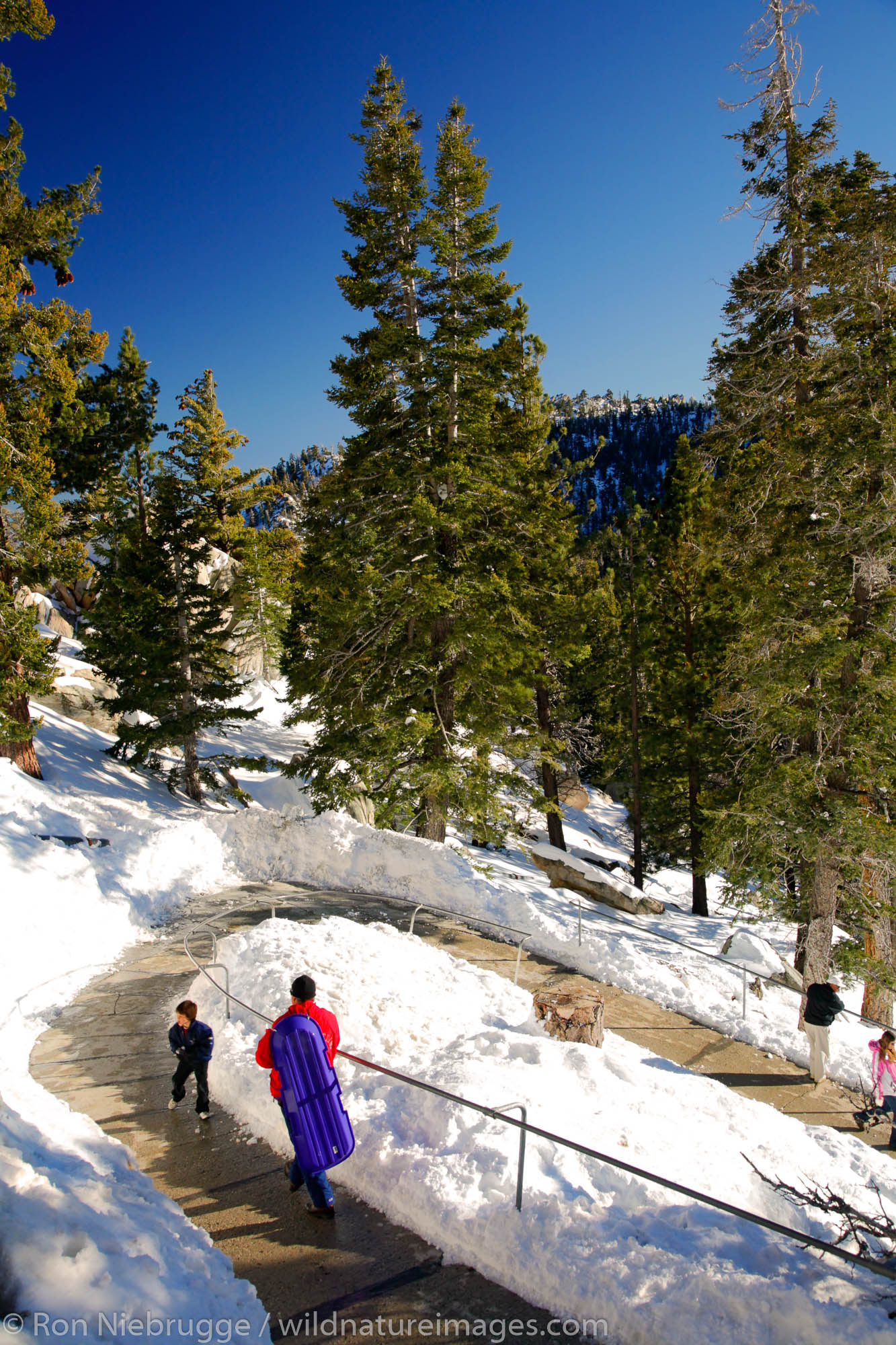The trails in Mount San Jacinto State Park accessed by the Palm Springs Aerial Tram, California.