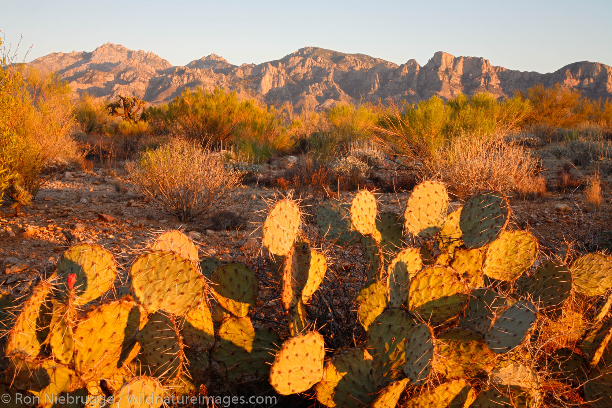 Looking towards the Santa Catalina Mountains of the Coronado National Forest, Oro Valley, Tucson, Arizona.