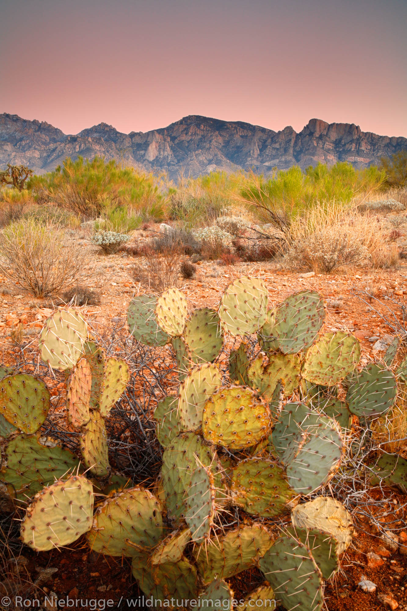 Looking towards the Santa Catalina Mountains of the Coronado National Forest, Oro Valley, Tucson, Arizona.